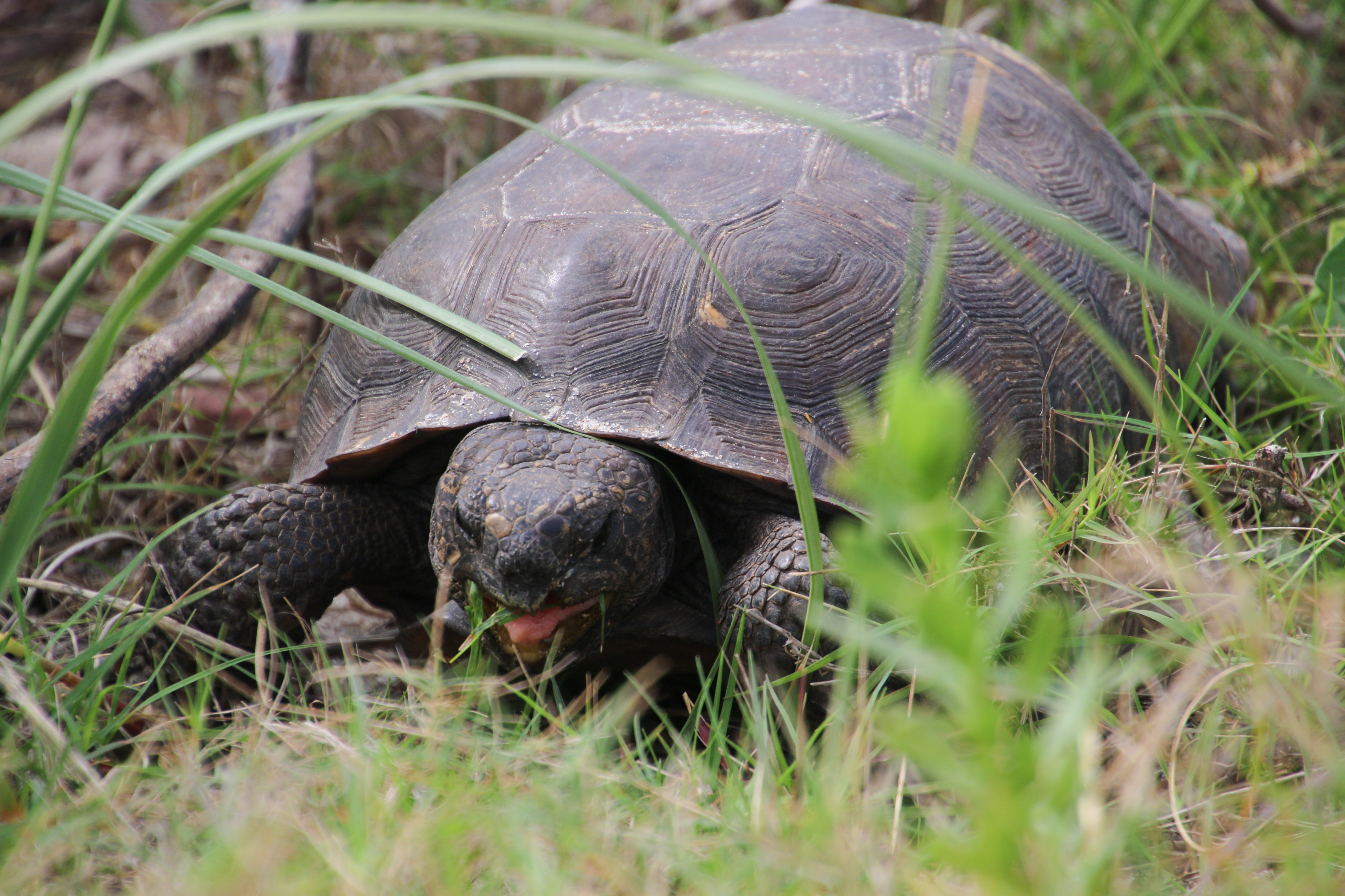 Gopher Tortoise