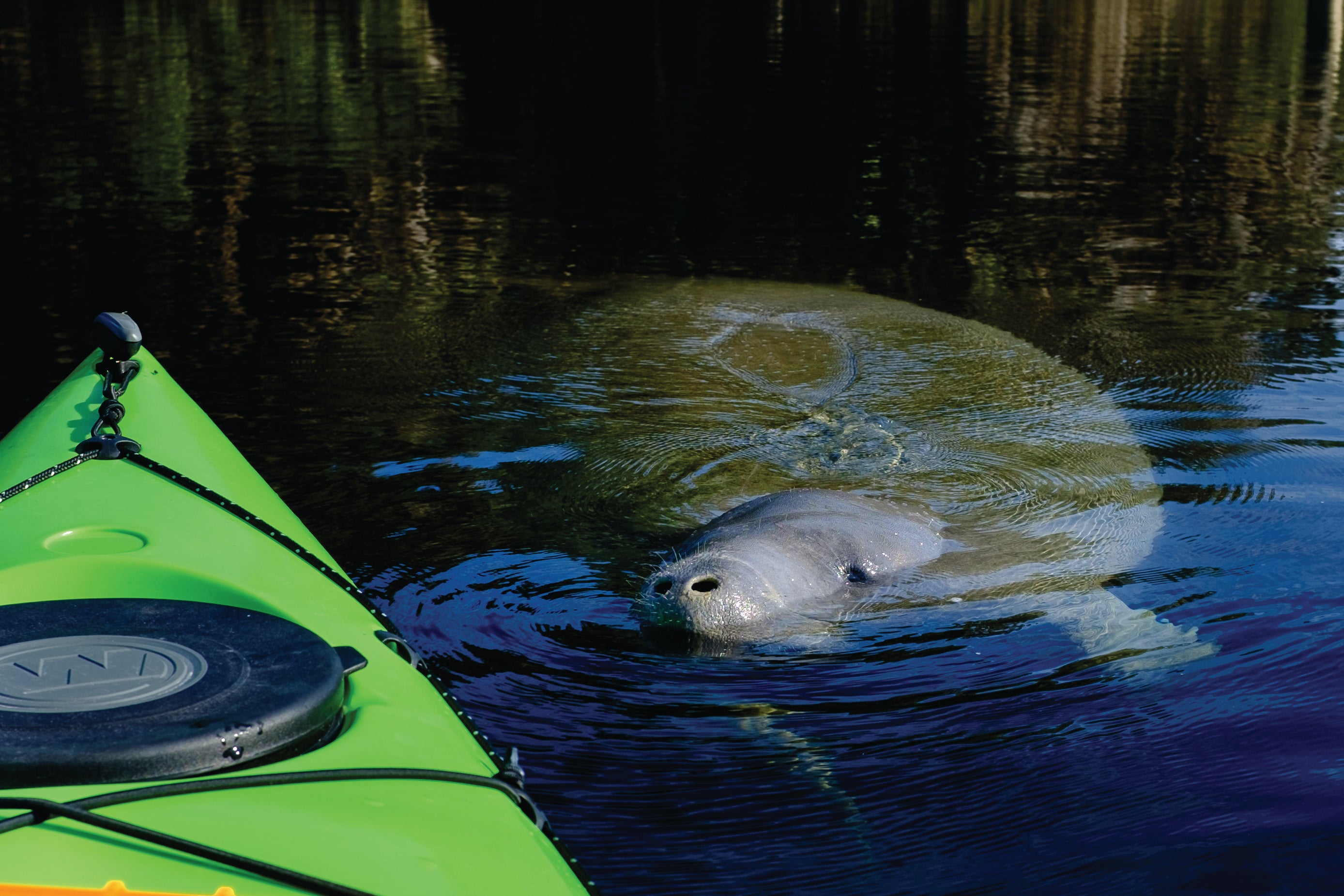 Blue Spring State Park | Florida State Parks