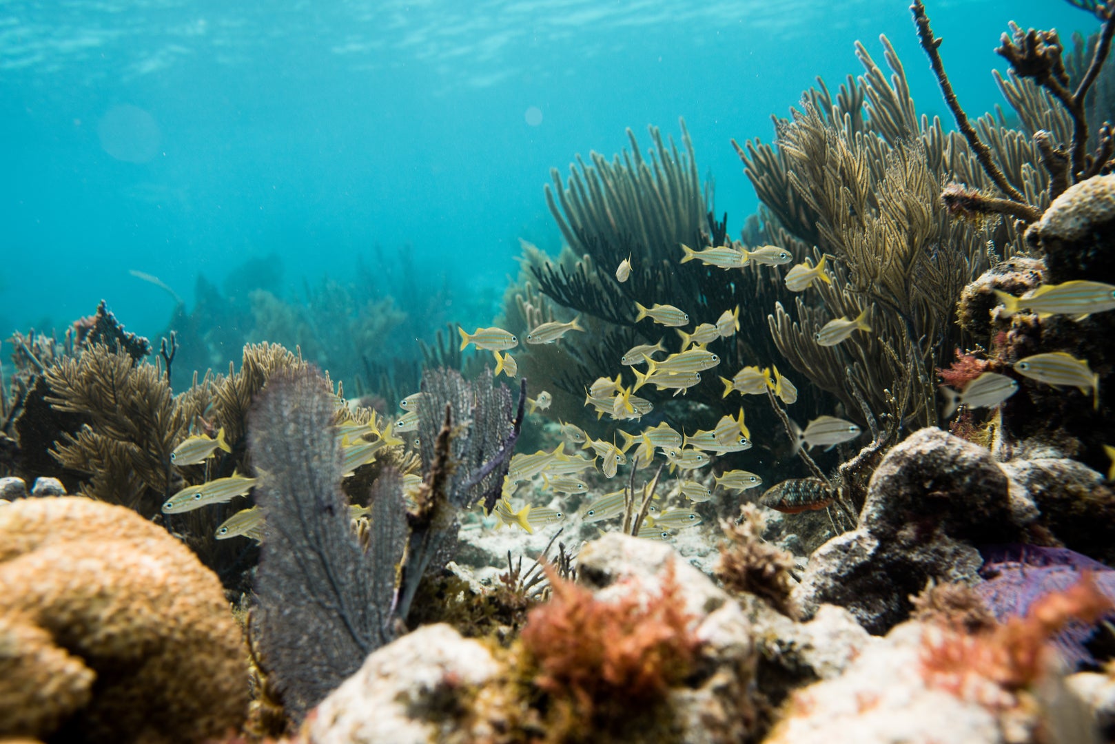 Coral reef scene at Pennekamp State Park