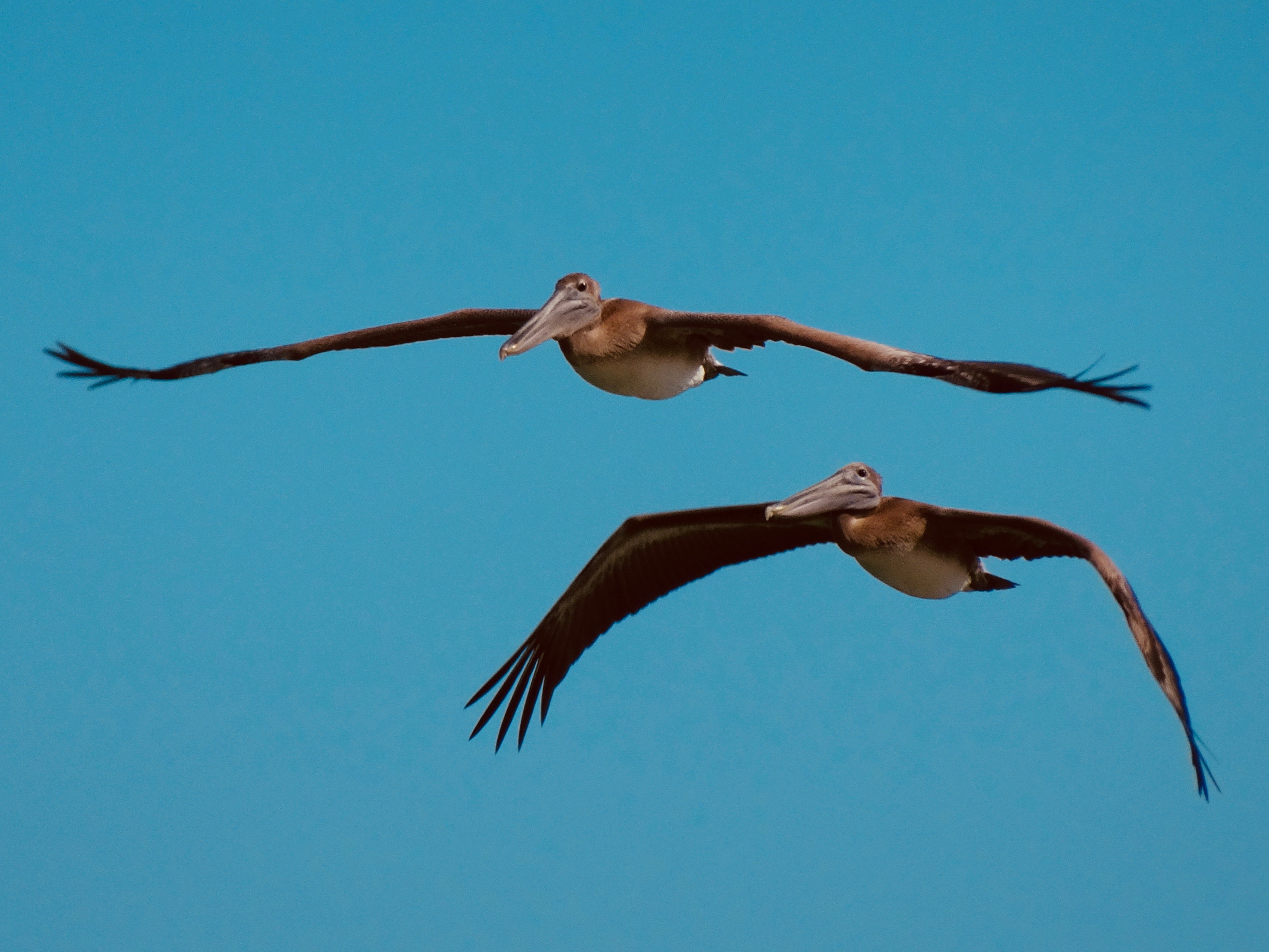 Pelicans at Mizell-Johnson