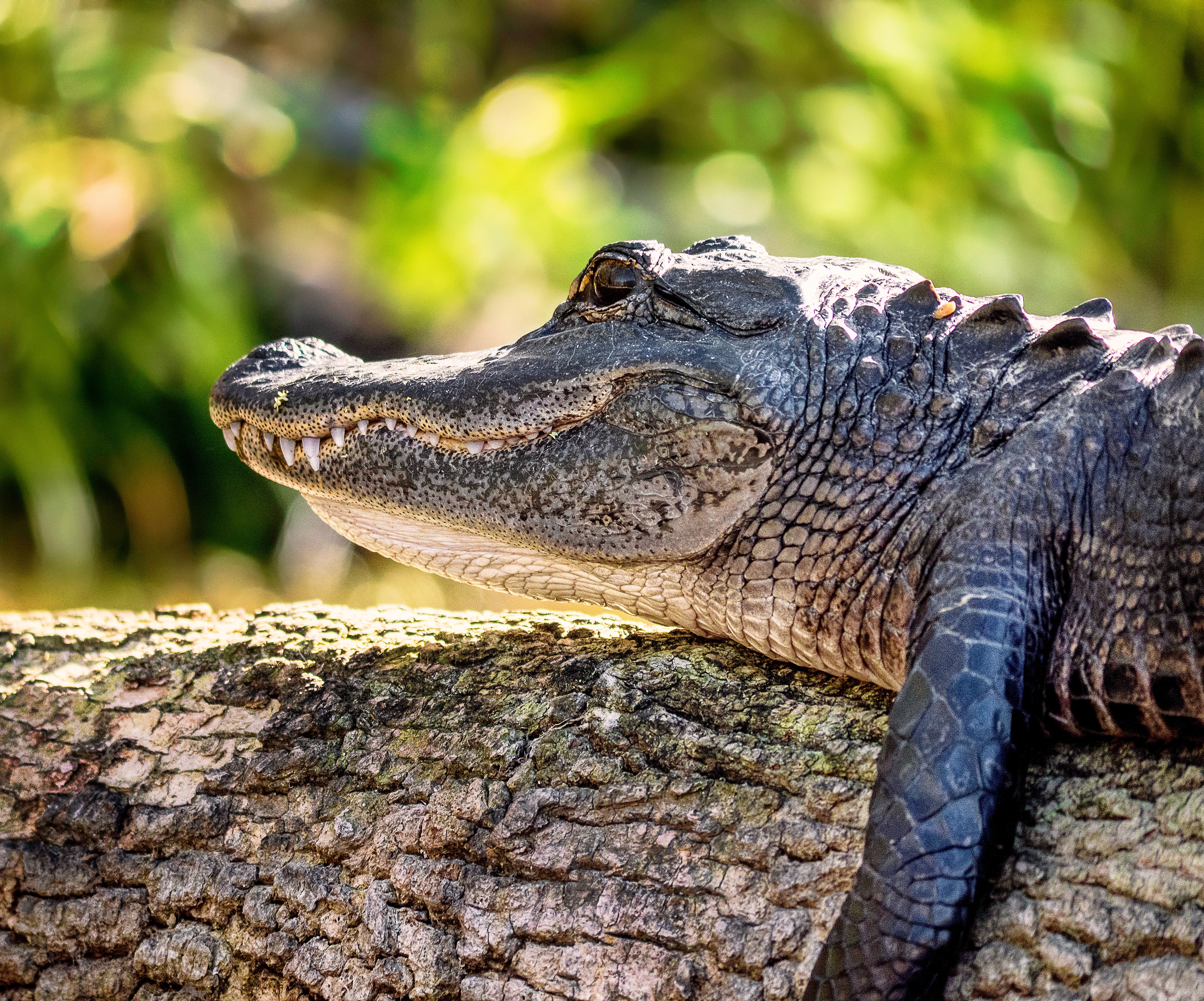 An alligator rests on a log. 