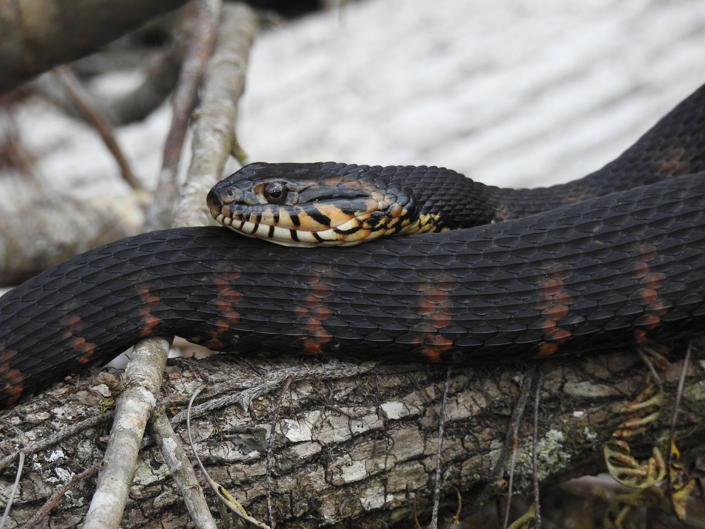 Snake in the sun at Highlands Hammock State Park