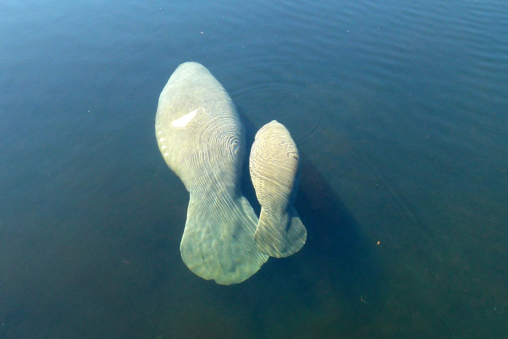 Manatee Springs Manatee