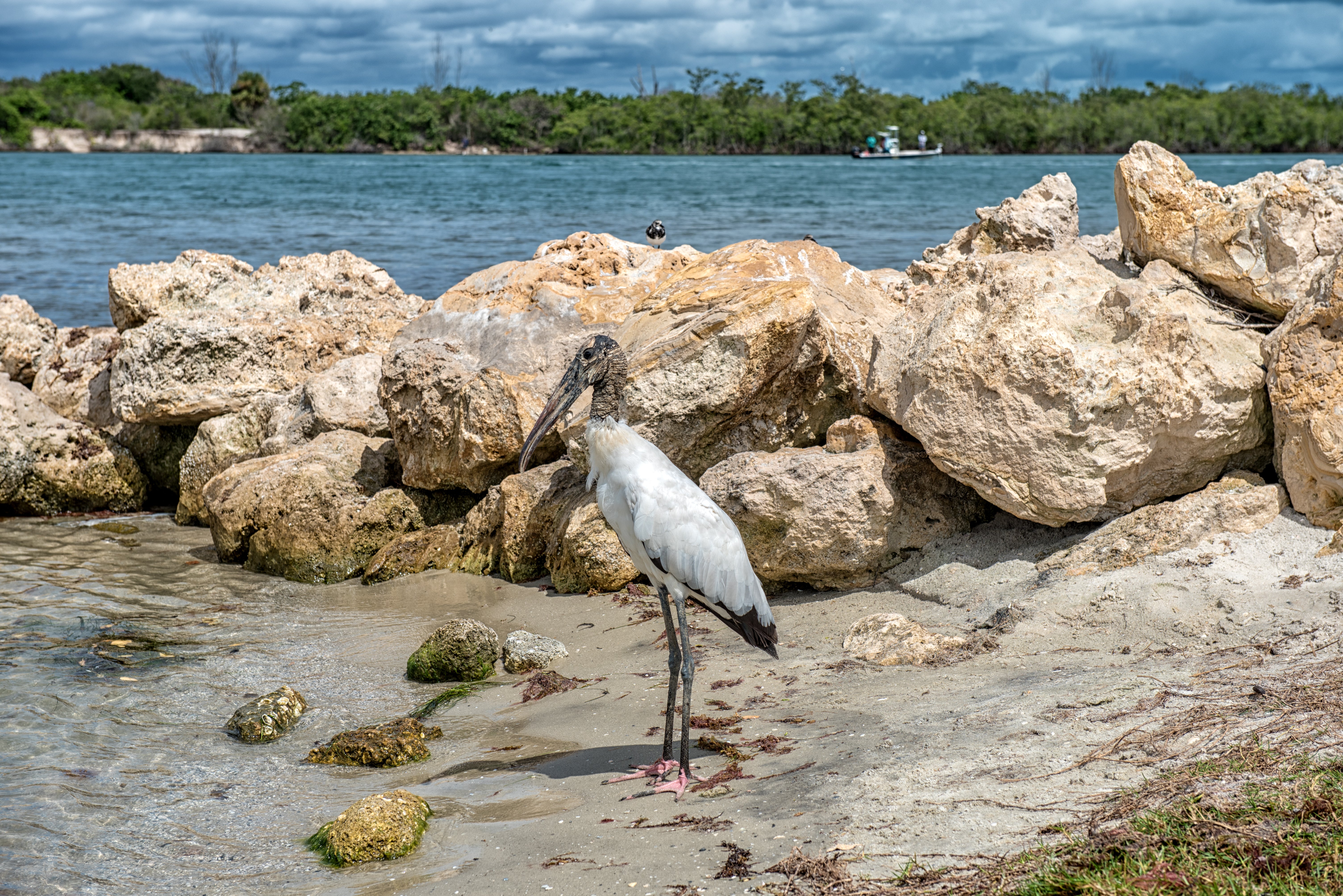 Bird by Jetty