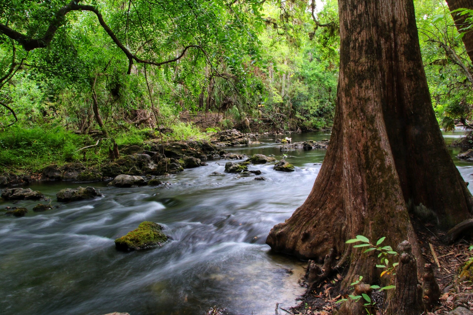 Hillsborough River with Tree