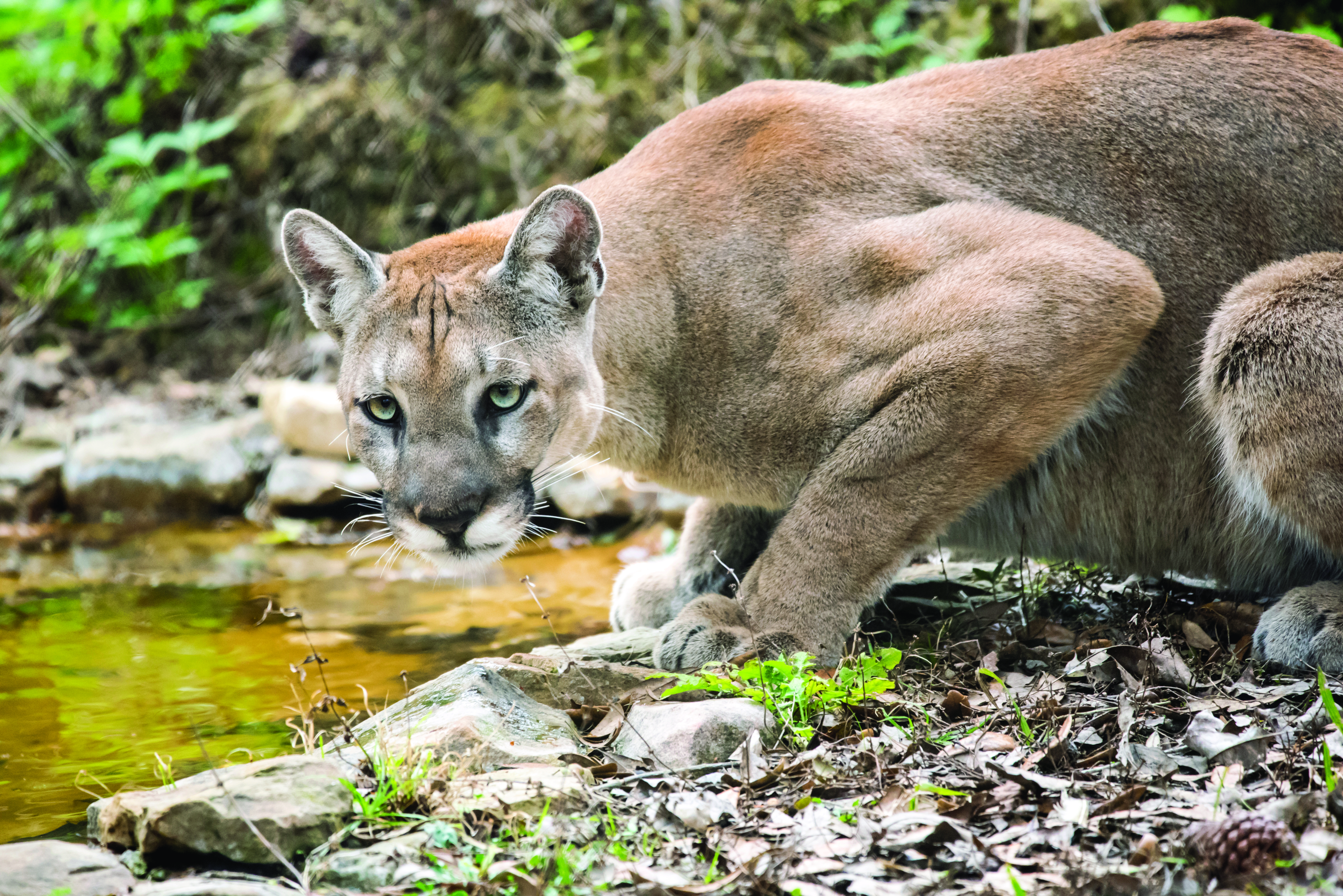 Critical Florida Panther Crossing Protected