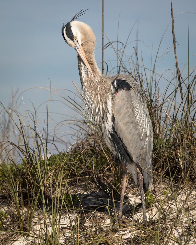 Perdido Key Bird by Shore