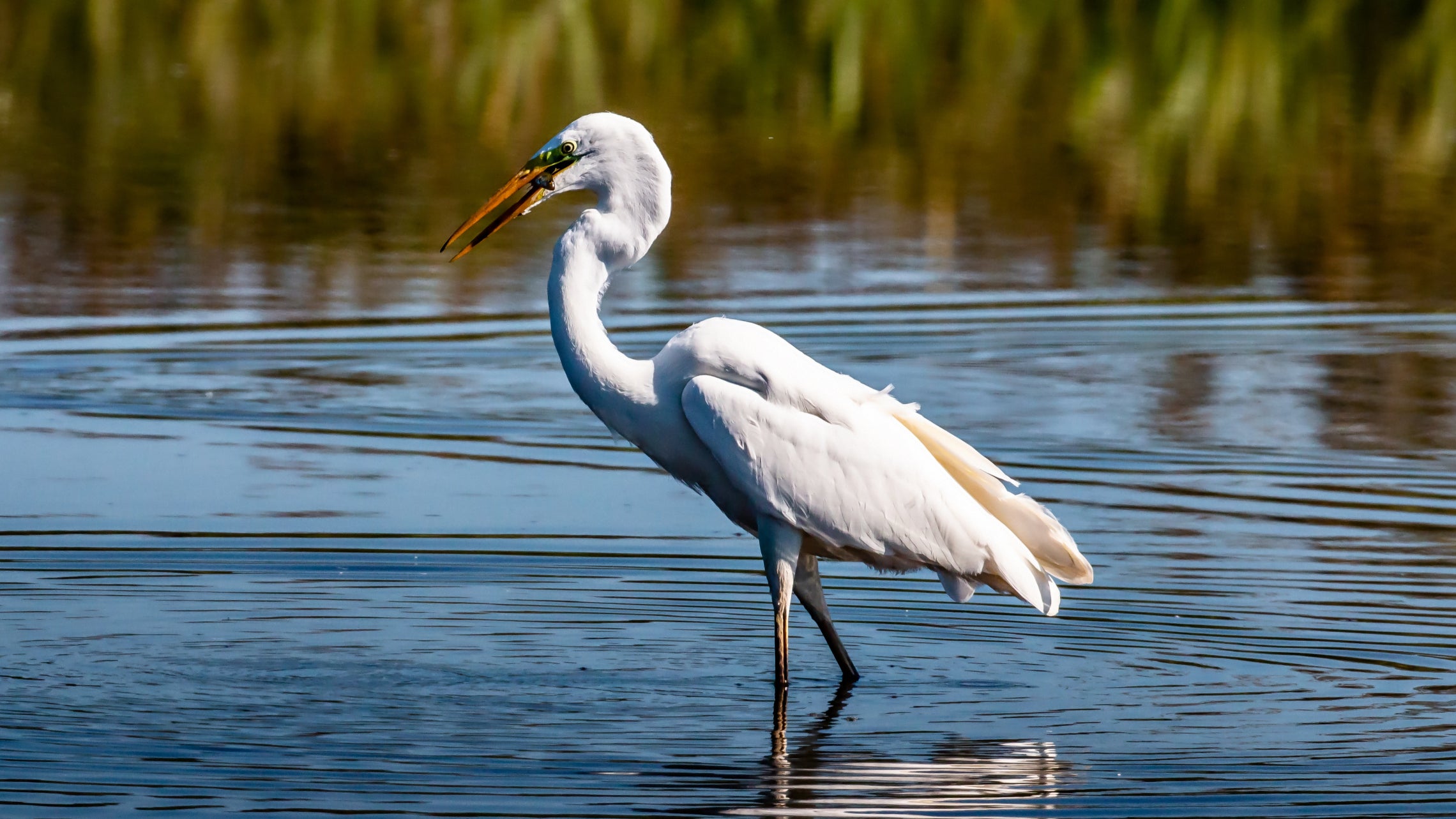 Birding, bird watching, rookery