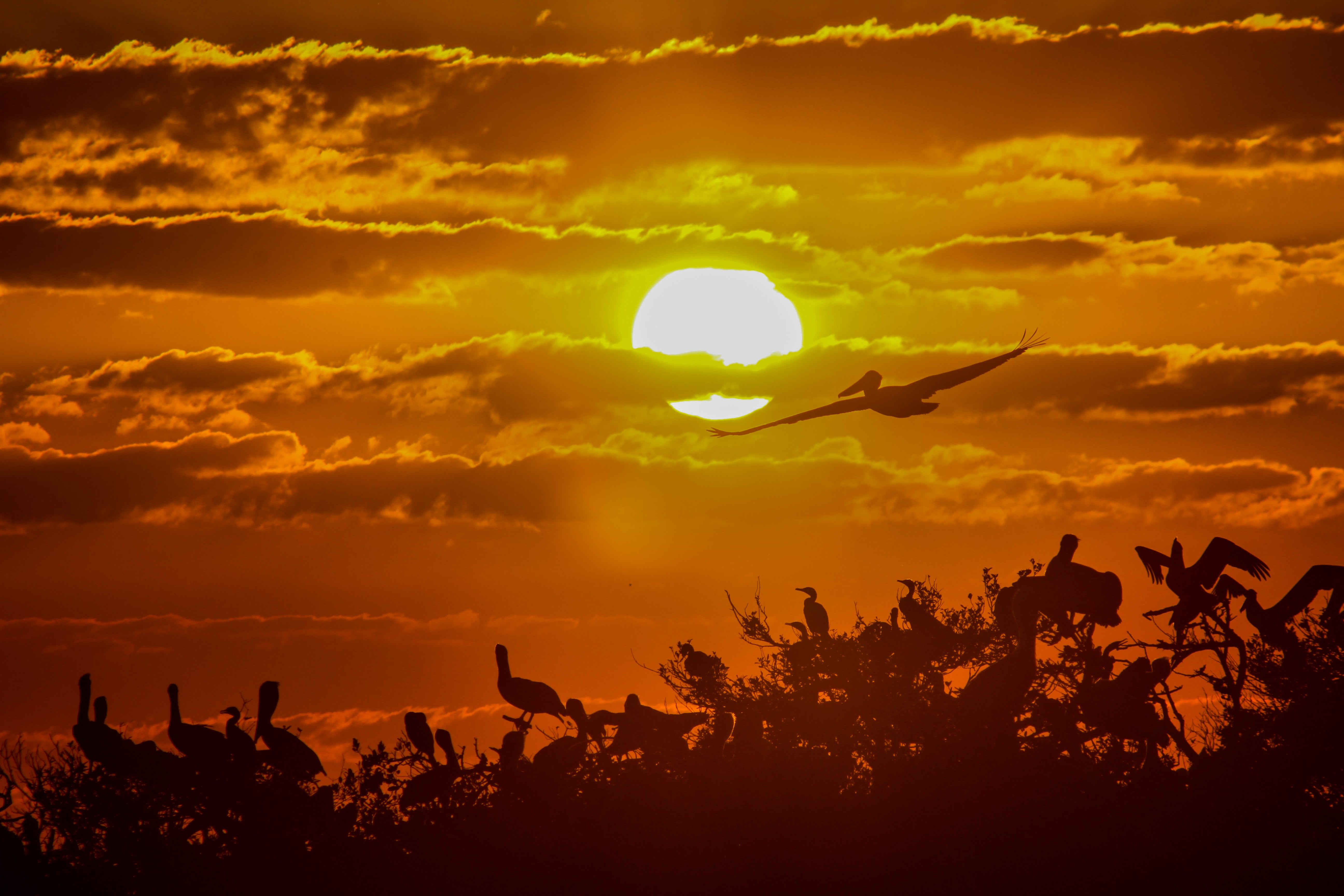 Pelicans roosting at the Indian River Lagoon during sunset