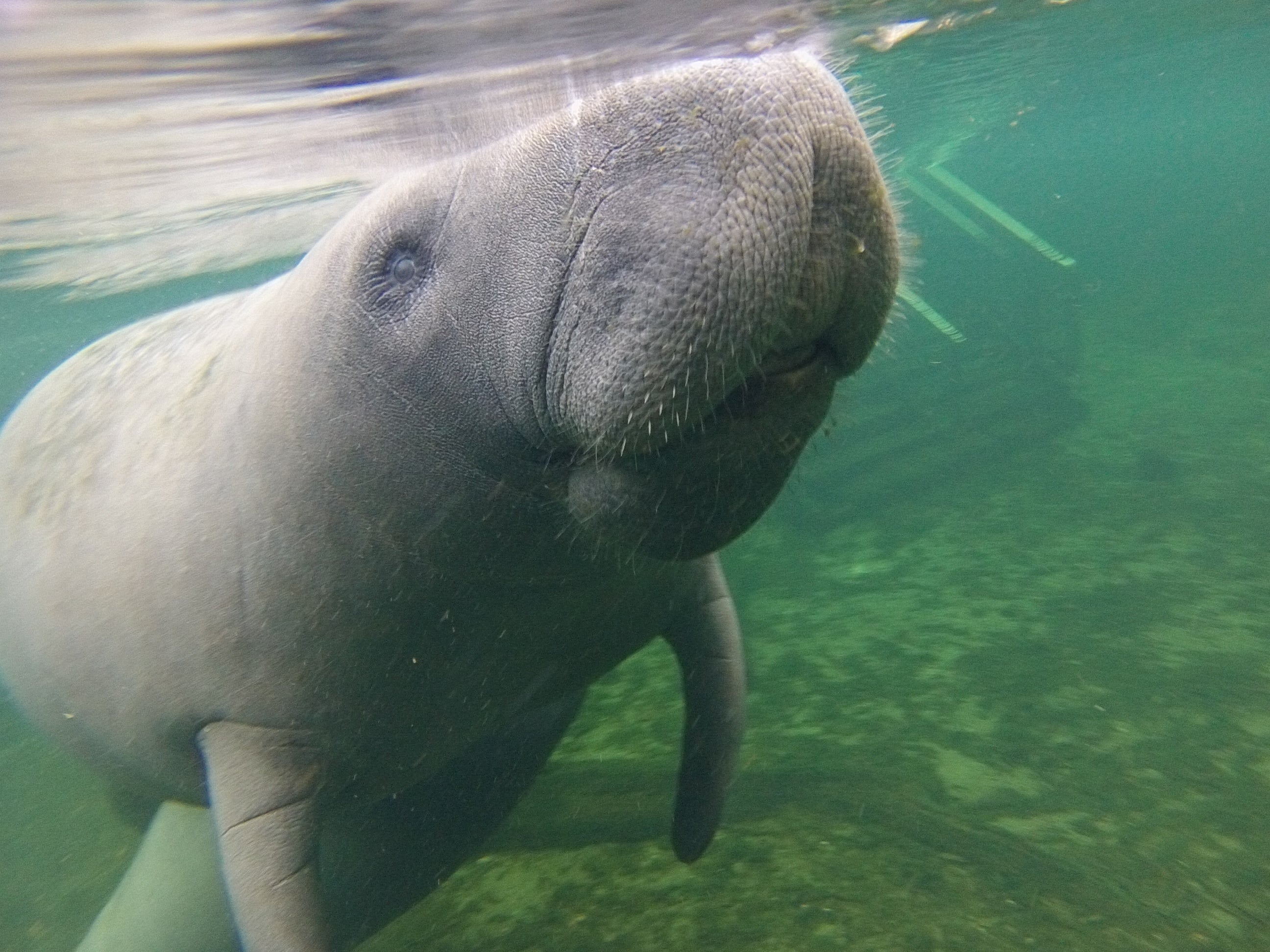 blue springs manatee tour