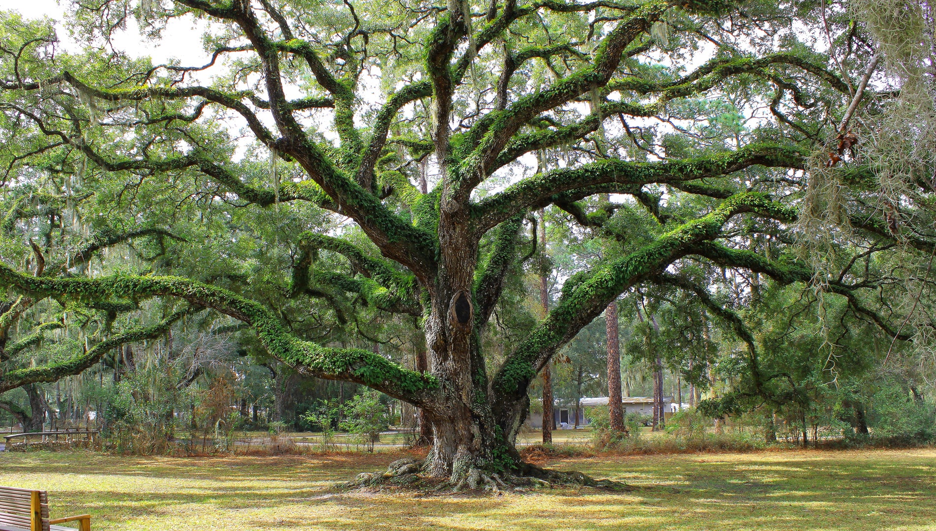 The limbs of a massive oak tree stretch into the canopy at Dade Battlefield Historic State Park.