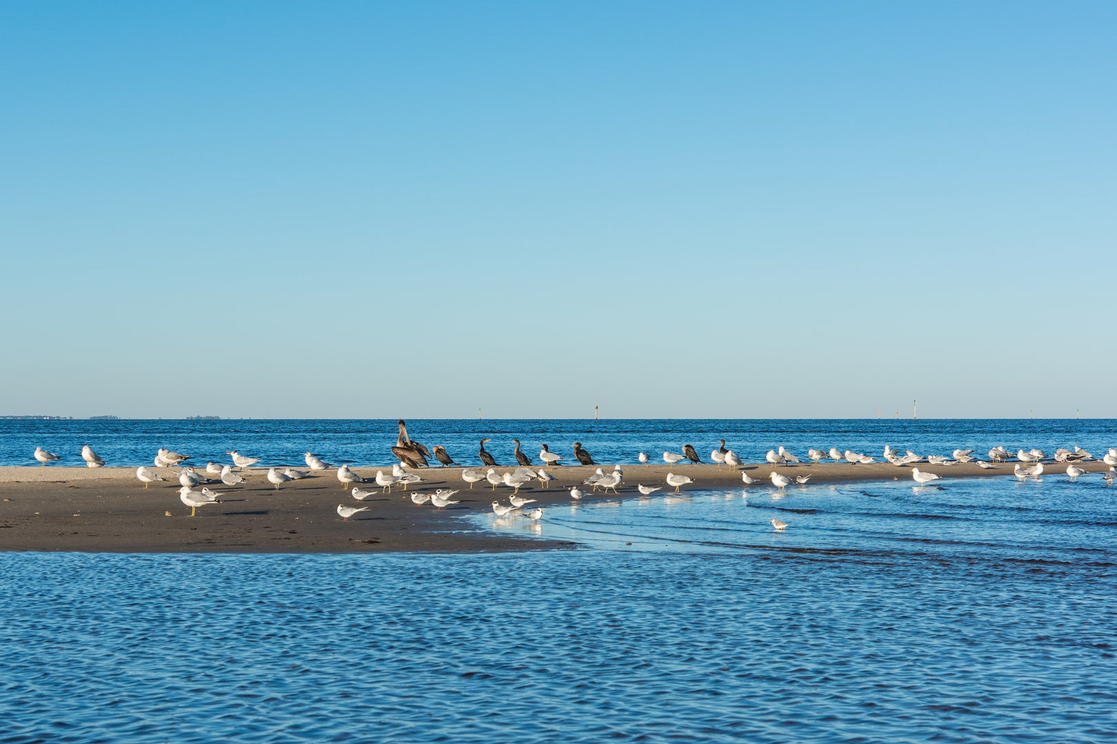 Birds at Bald Point