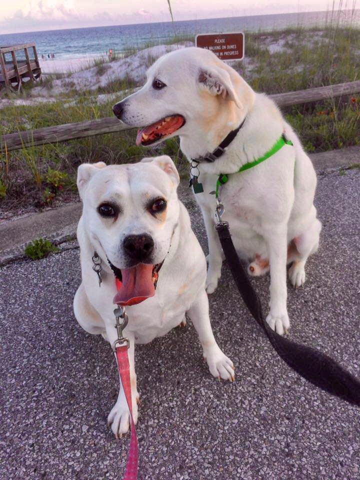 Pets at Henderson Beach