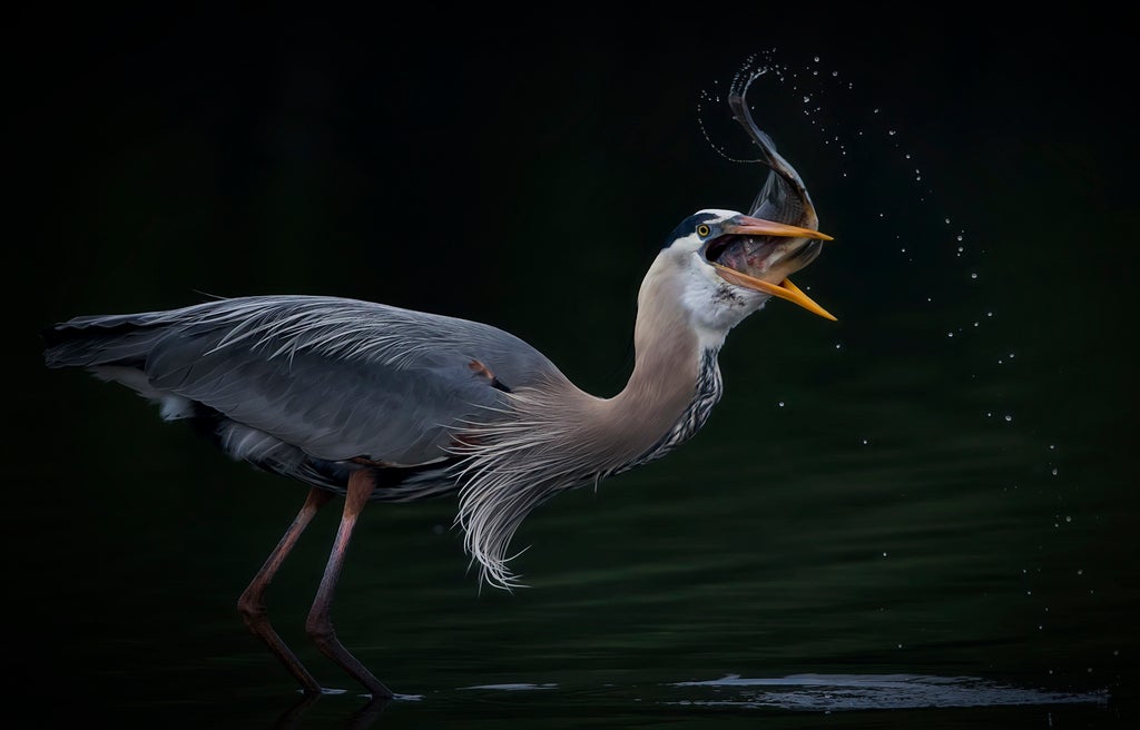 A great blue heron in the process of swallowing a fish.