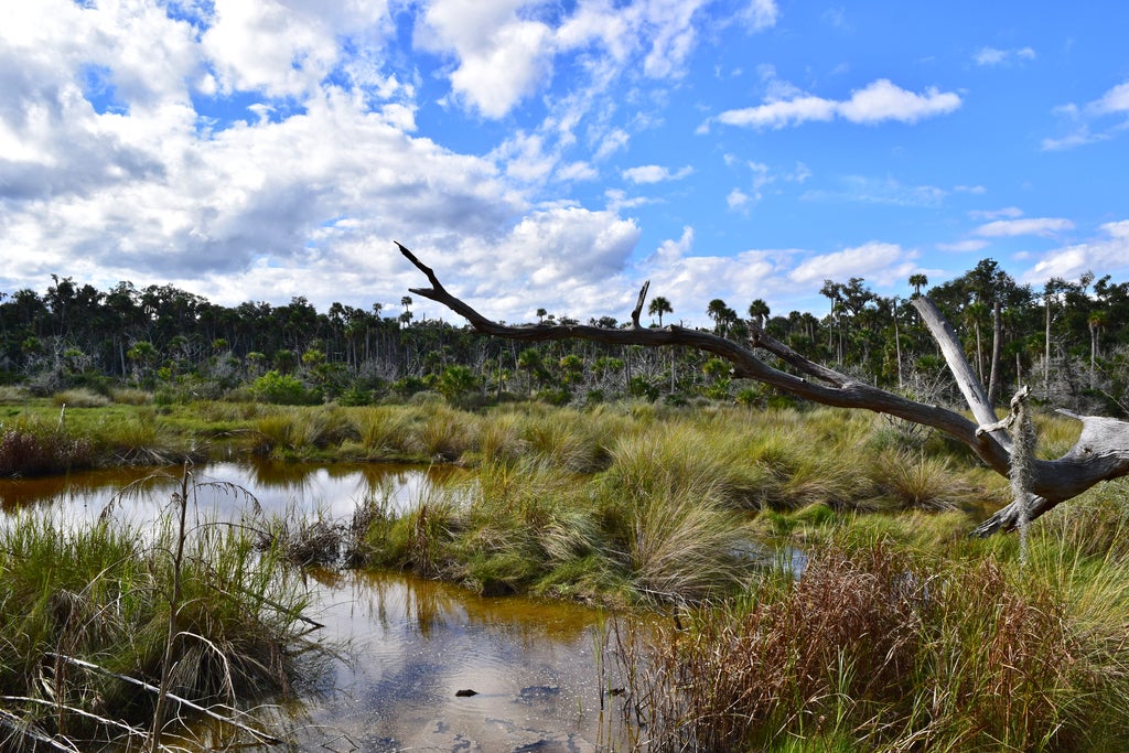 Marshland at Bulow Creek State Park 