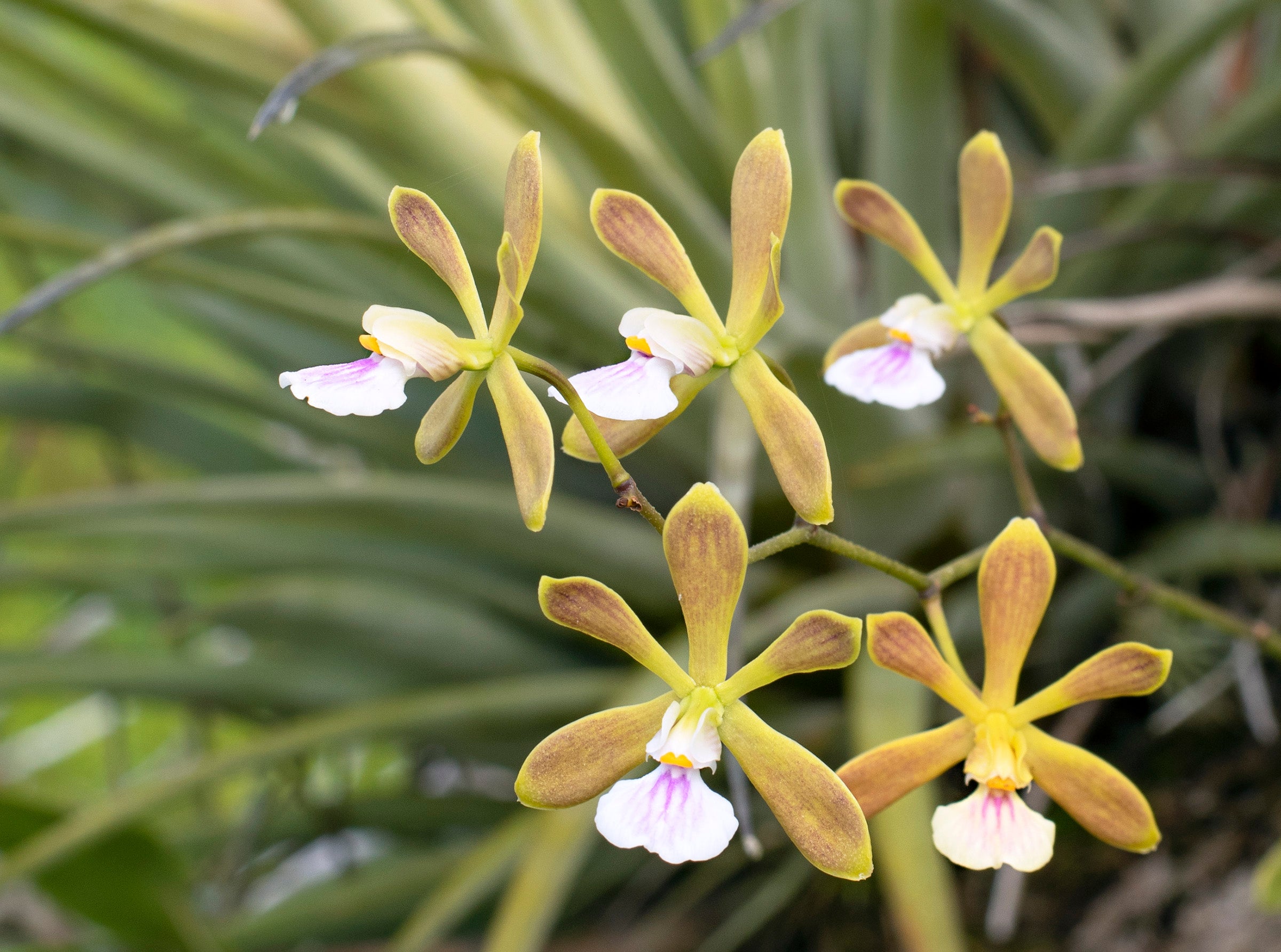 Flowers in Myakka River State Park.