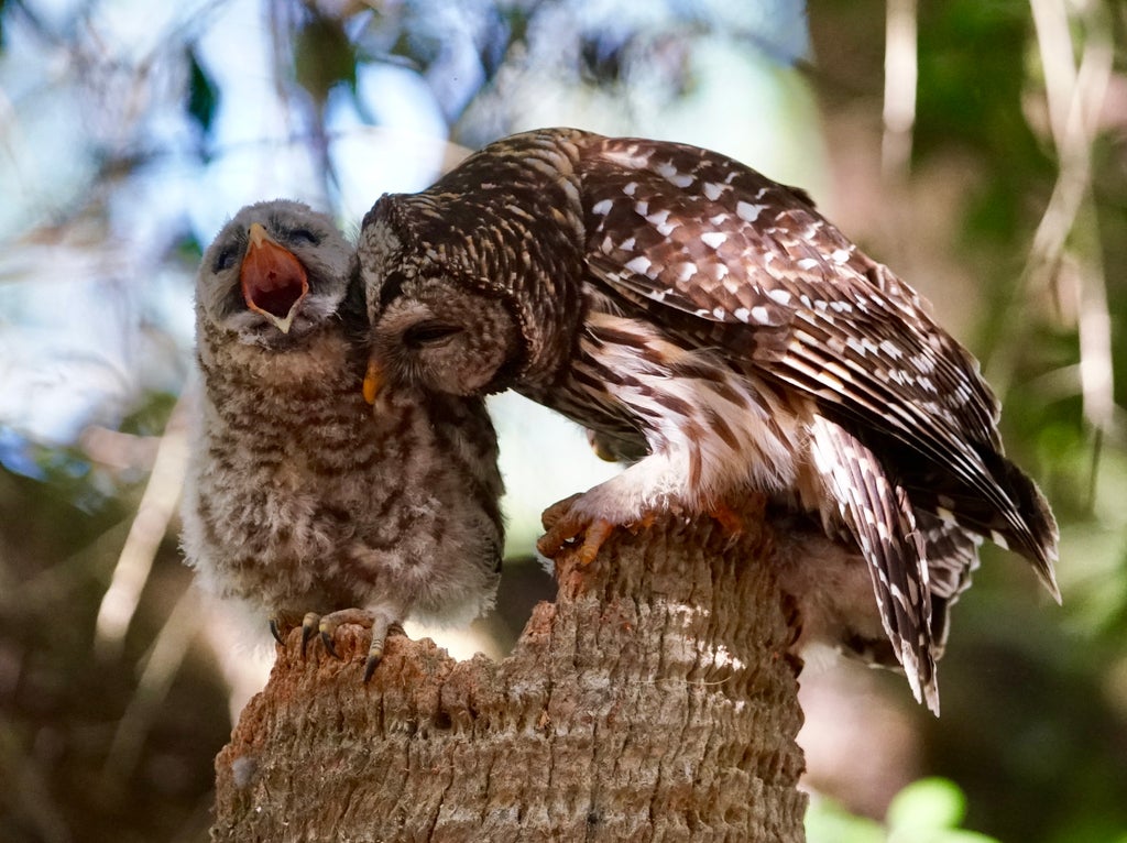 A mother and owlet barred owl on the top of a dead tree at Myakka River State Park.