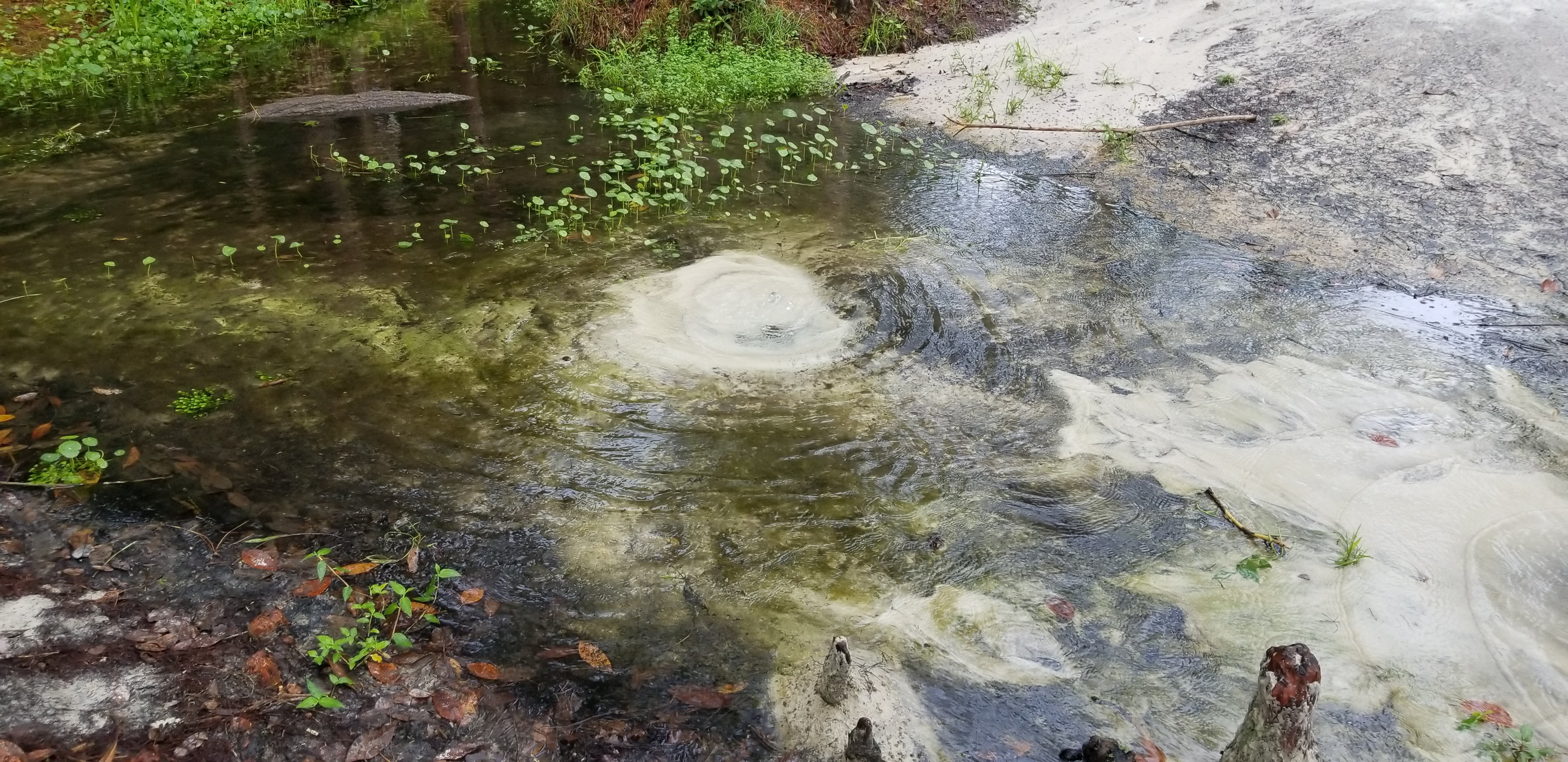 Whitewater branch stream