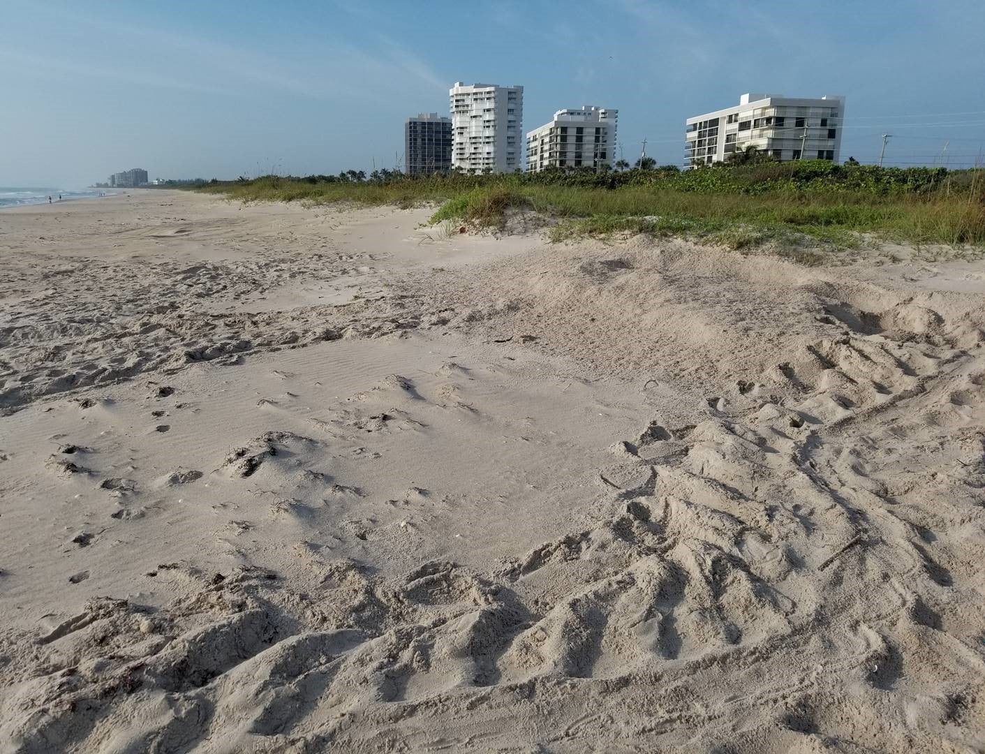 A sea turtle nest surrounded by tracks on the beach.