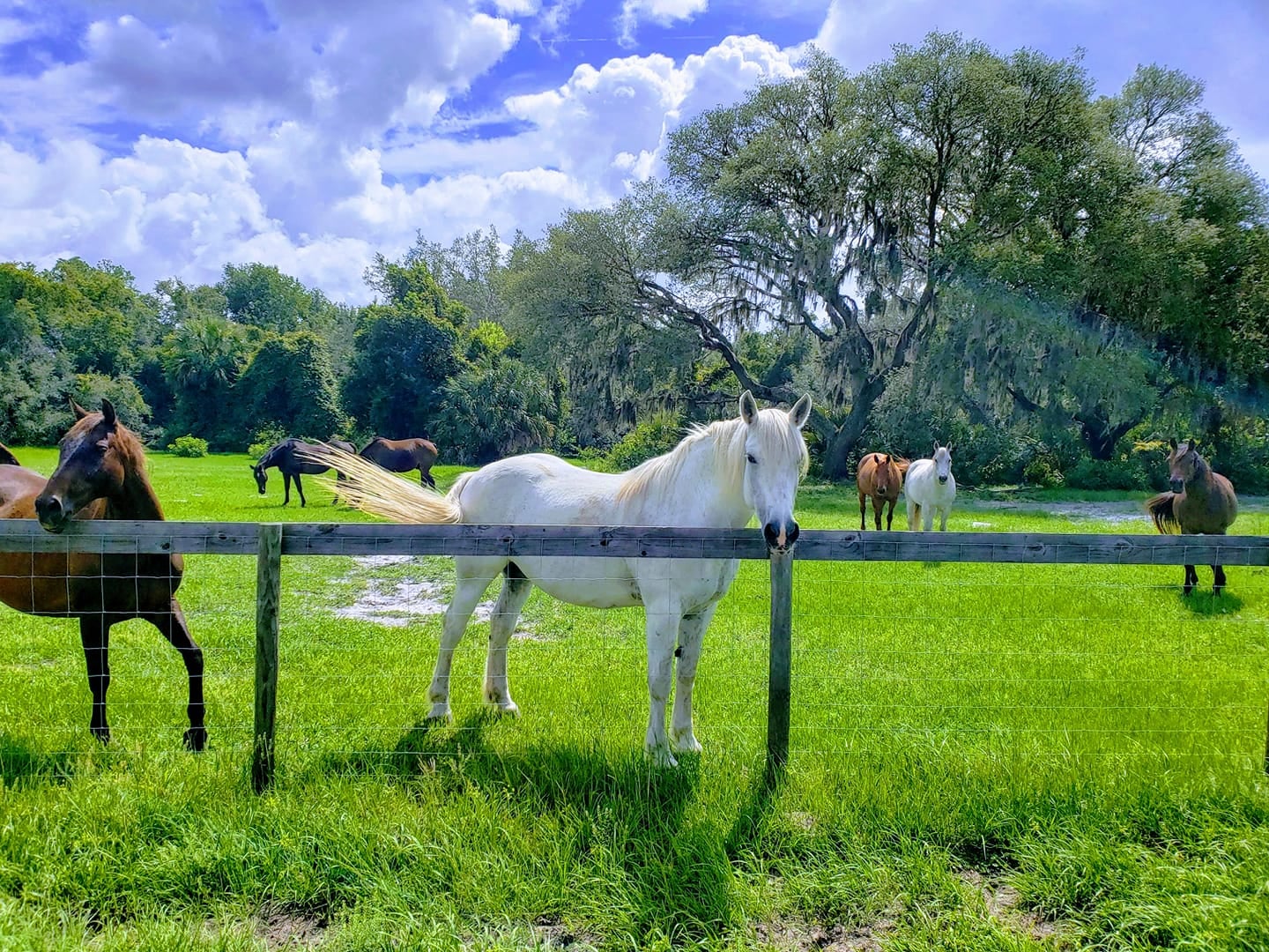 Horses of variety colors surrounded by green grass