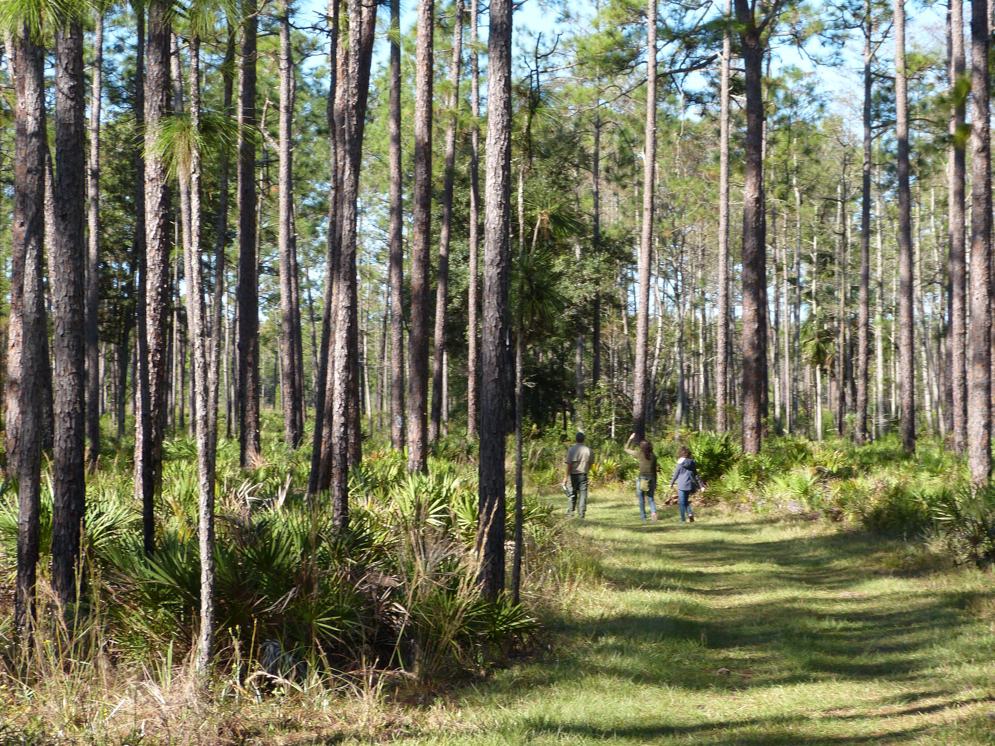 Long Leaf pine flatwood with three people walking in the distance
