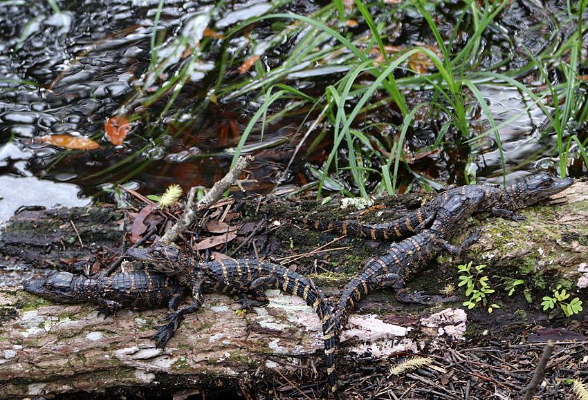 Four juvenile alligators basking on a tree in Colt Creek wetland