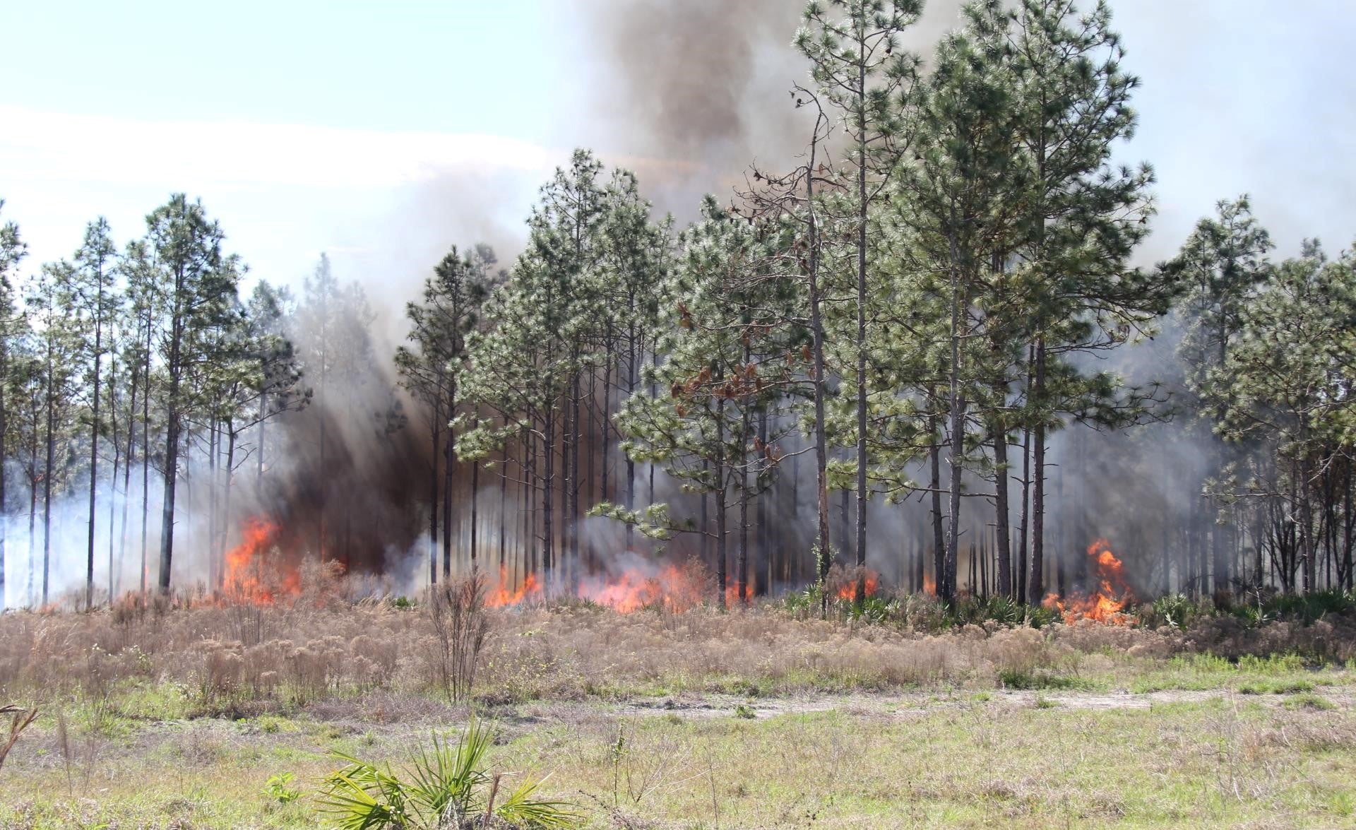 Prescribed fire at Colt Creek flatwoods