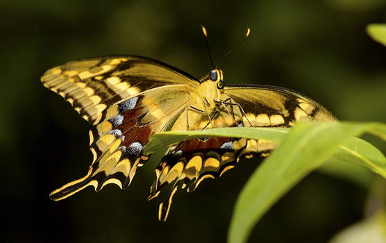 A Schaus swallotail butterfly