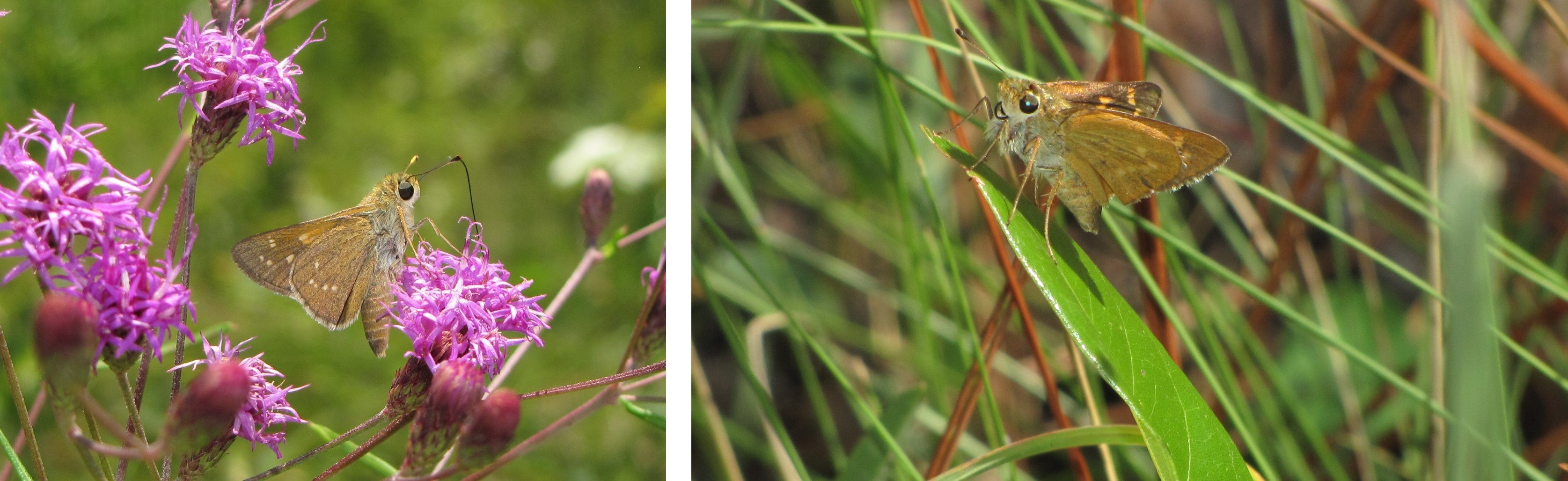 The Dotted skipper (left) and the Meskes skipper (right) at Ichetucknee Springs State Park.