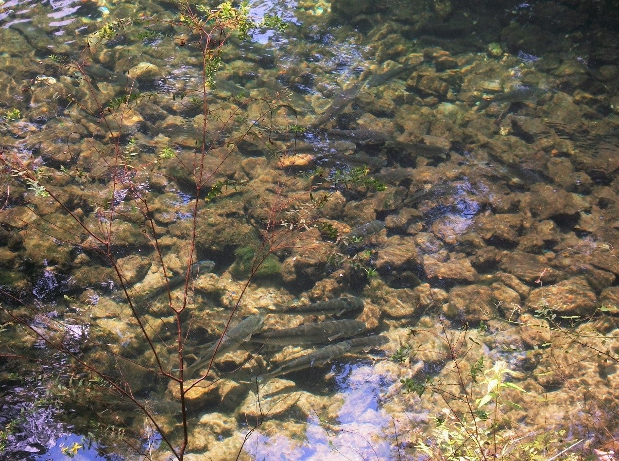 Mullet in the spring-run