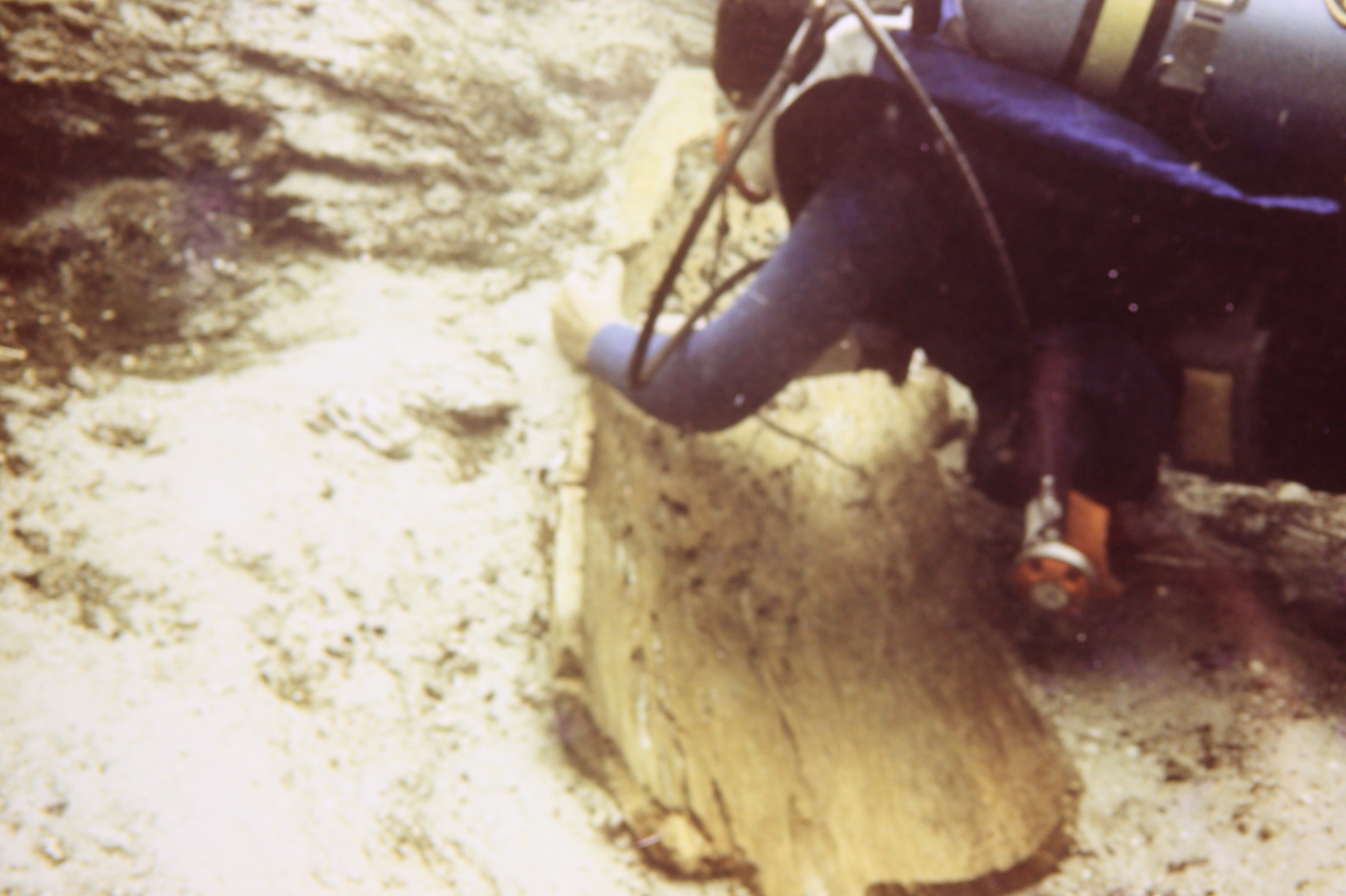 Submerged pieces of the oldest dugout canoes found at De Leon Springs