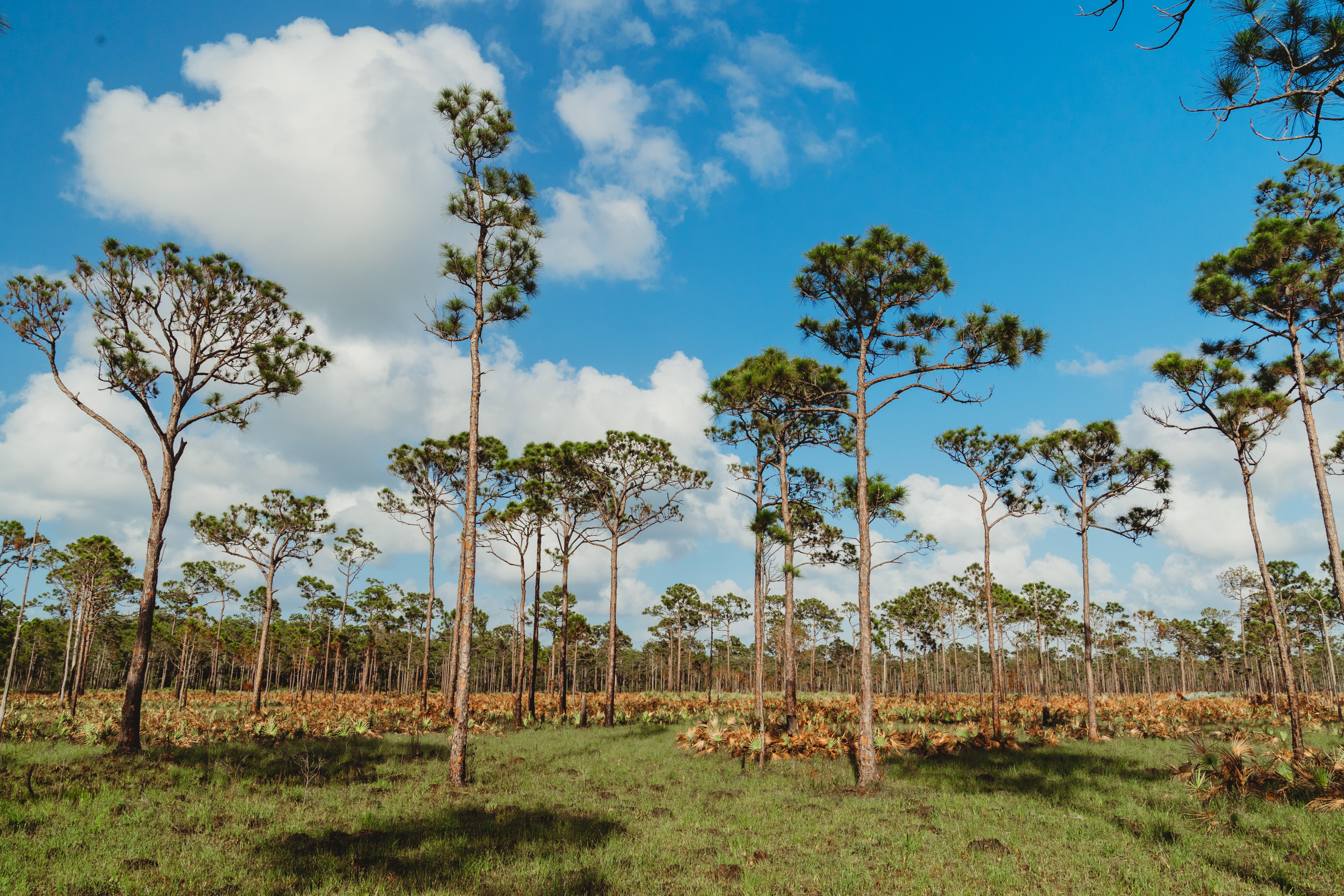 A well maintained habitat in Jonathan Dickinson State Park. 