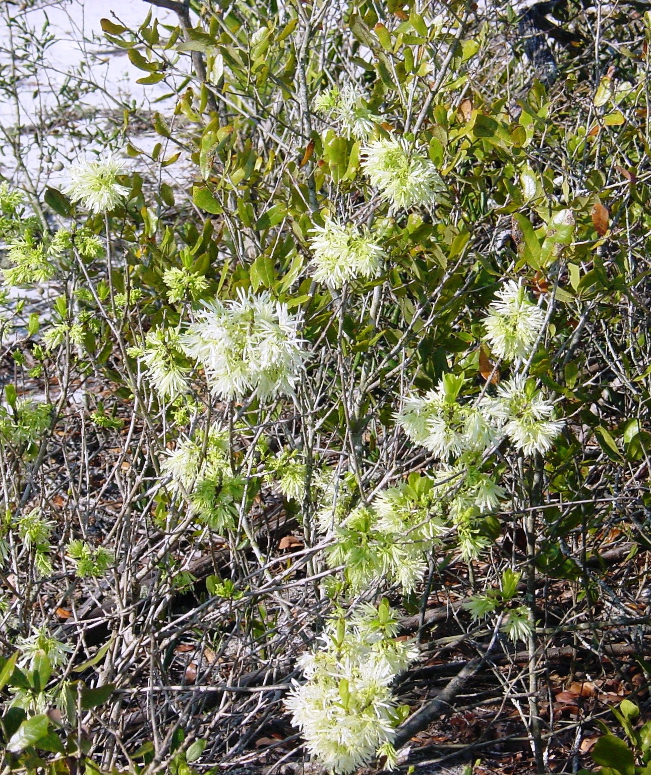 The endangered pygmy fringe-tree (Chionathus pygmaeus) only grows in Central Florida and is dependent upon the sandy soils of the scrub and dry hammocks in the area.