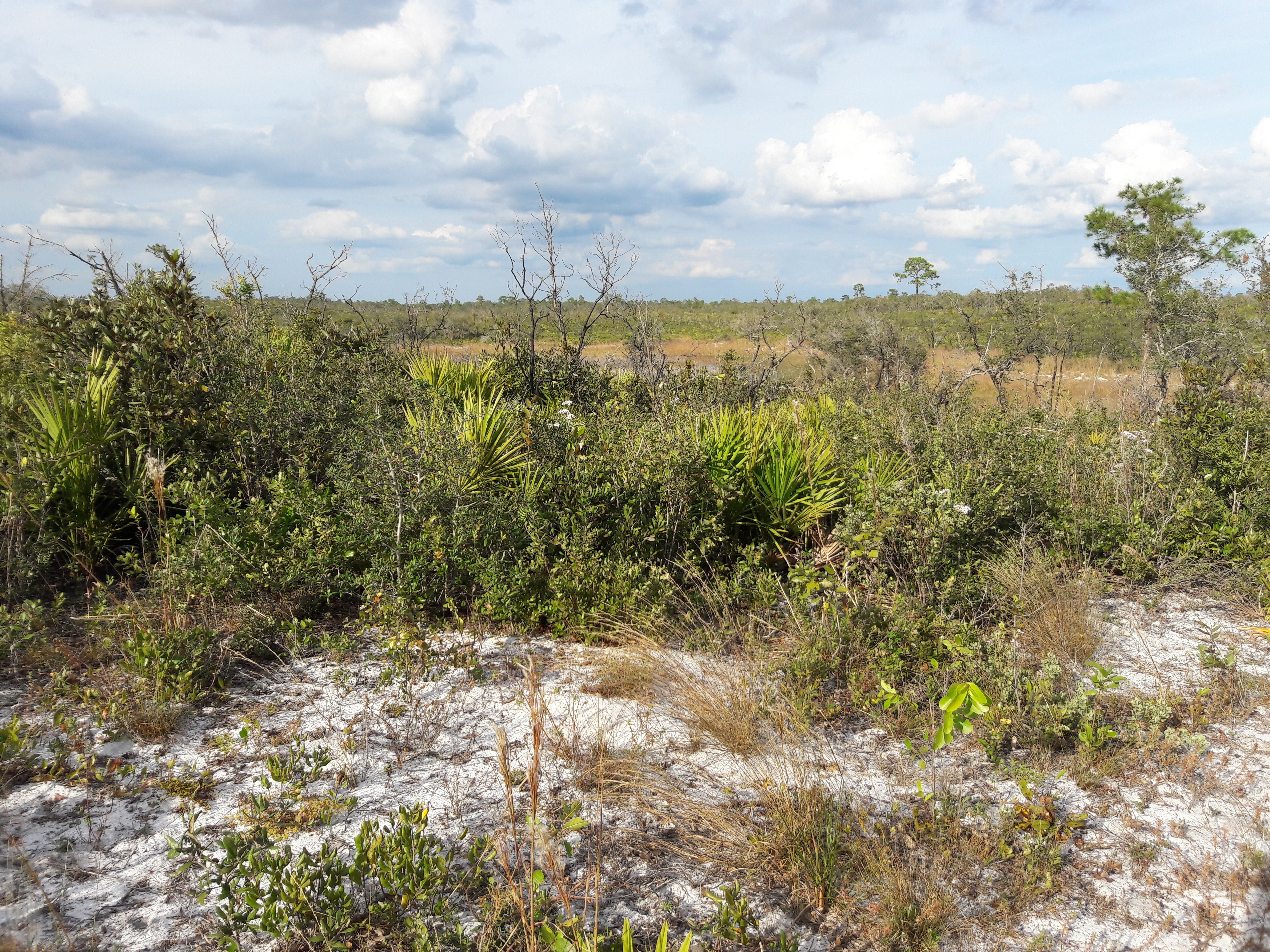 Scrub along one of the ridges at Allen David Broussard Catfish Creek Preserve State Park