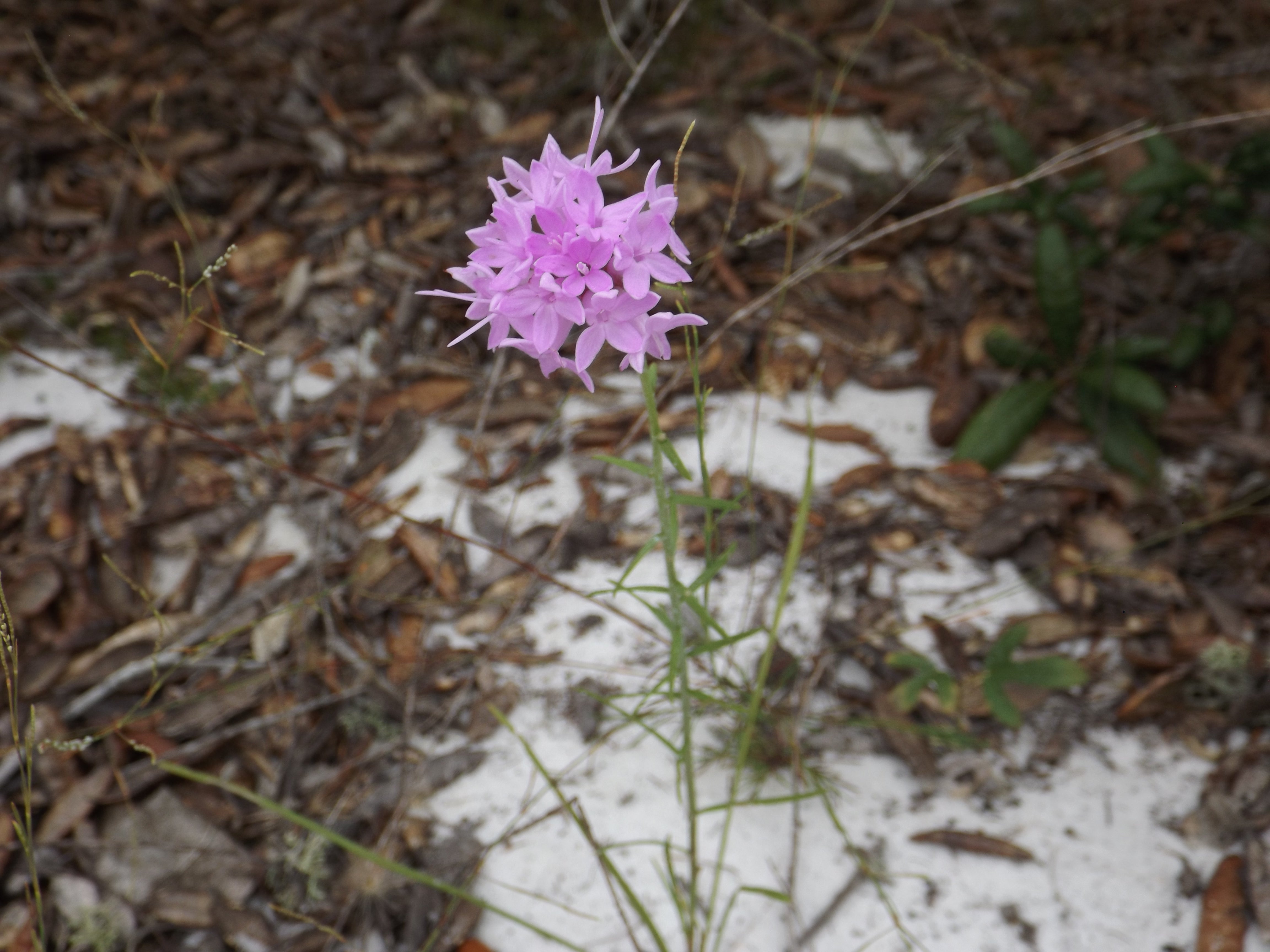 Scrub blazing staff, a native plant at the park