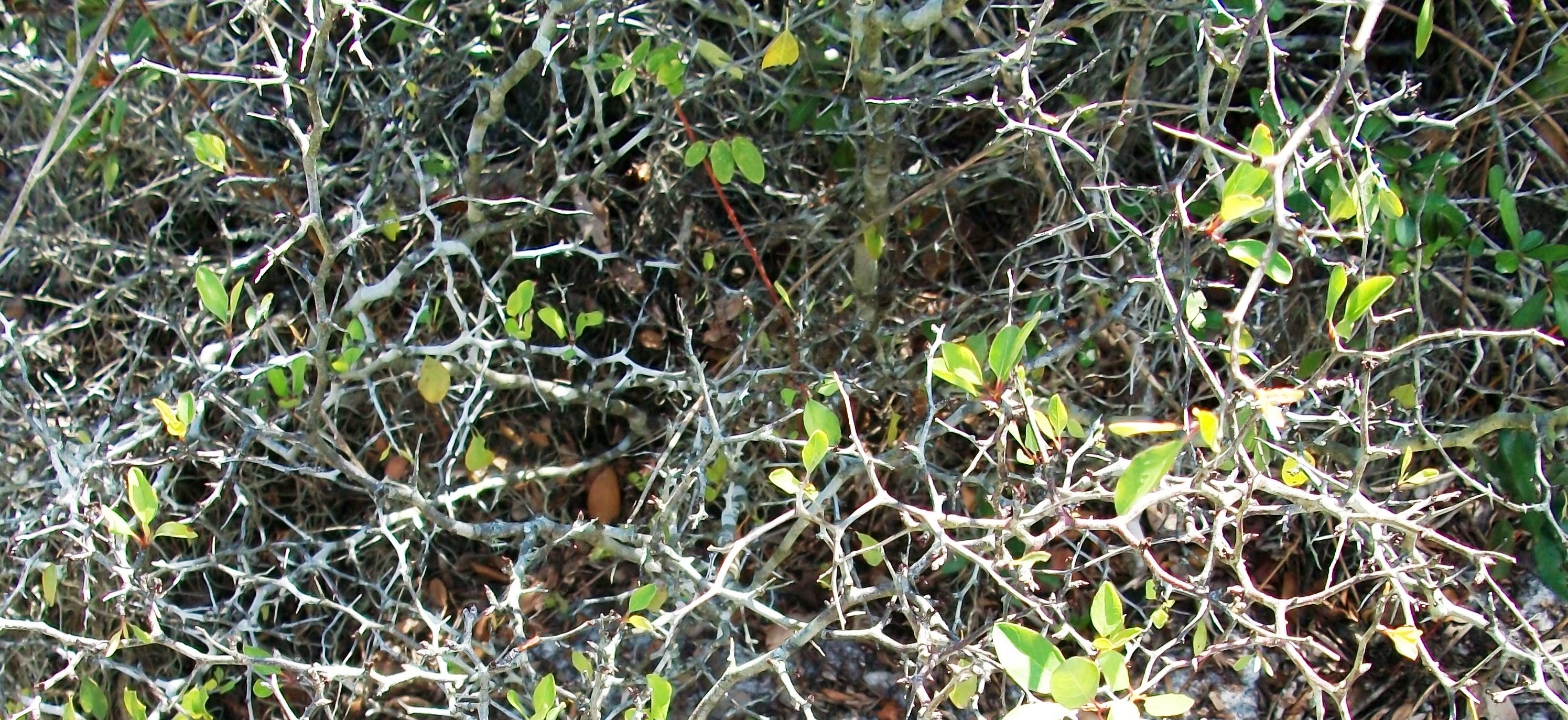 The scrub plum (Prunus geniculate) is endangered and only lives in Central Florida.