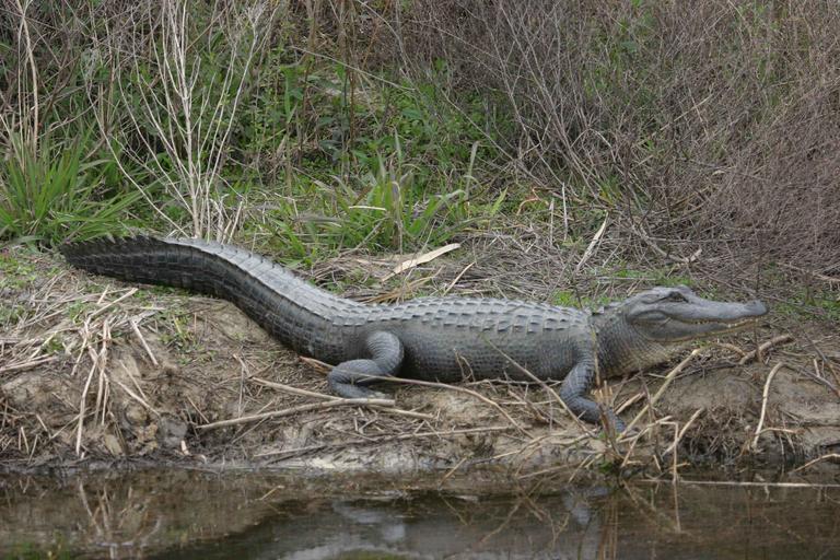 wildlife, animals, gator