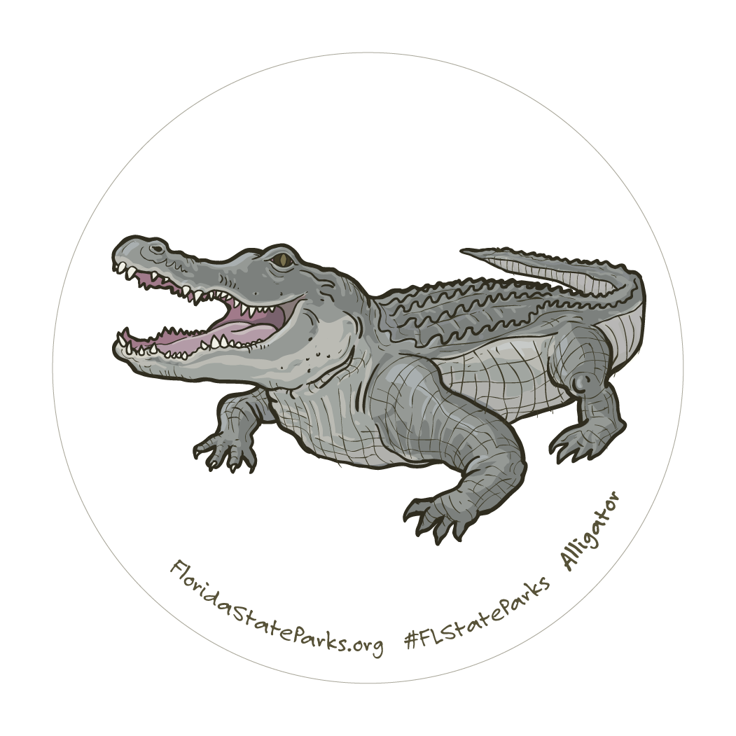 American Alligator