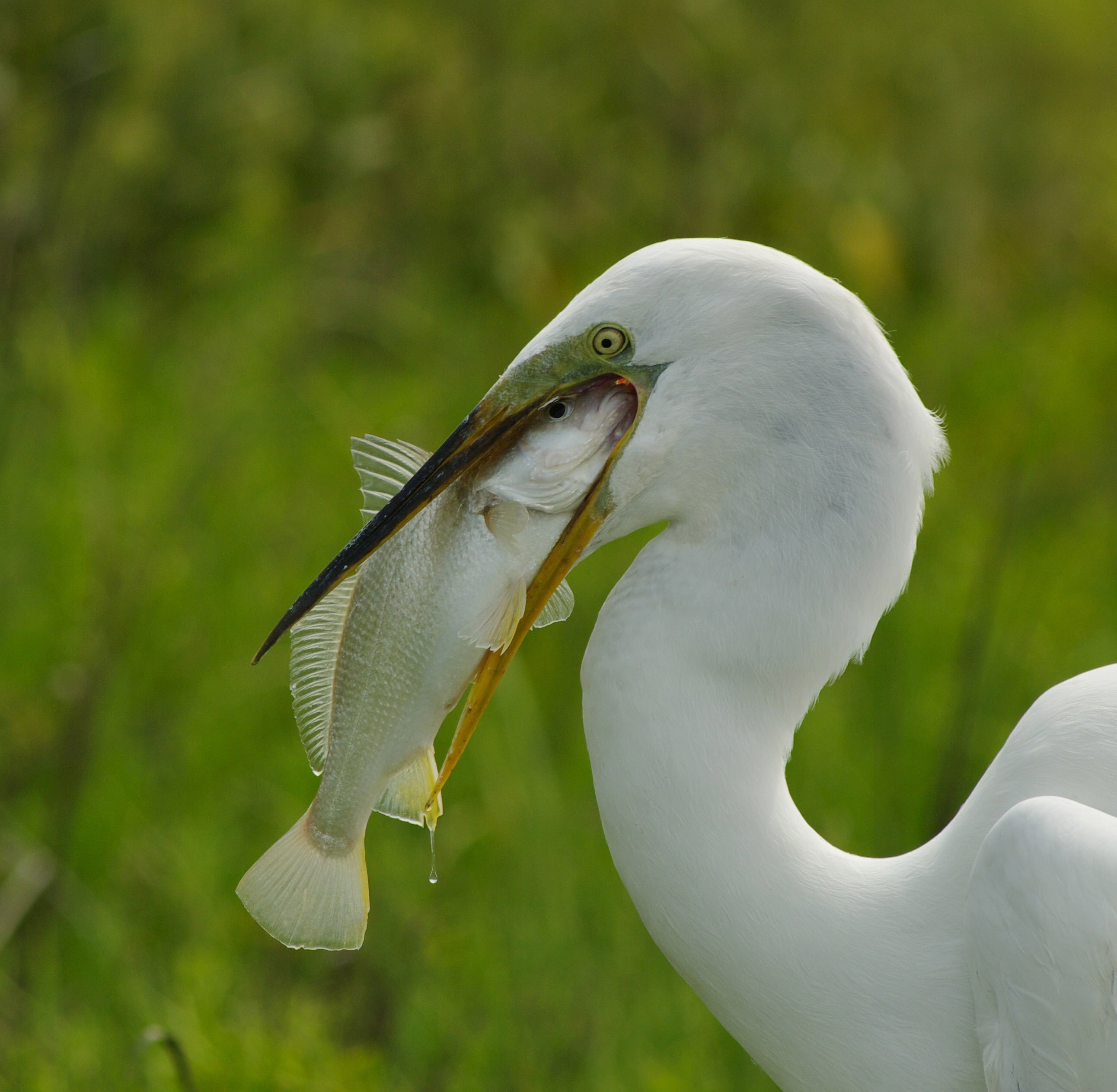 Birding at Anastasia