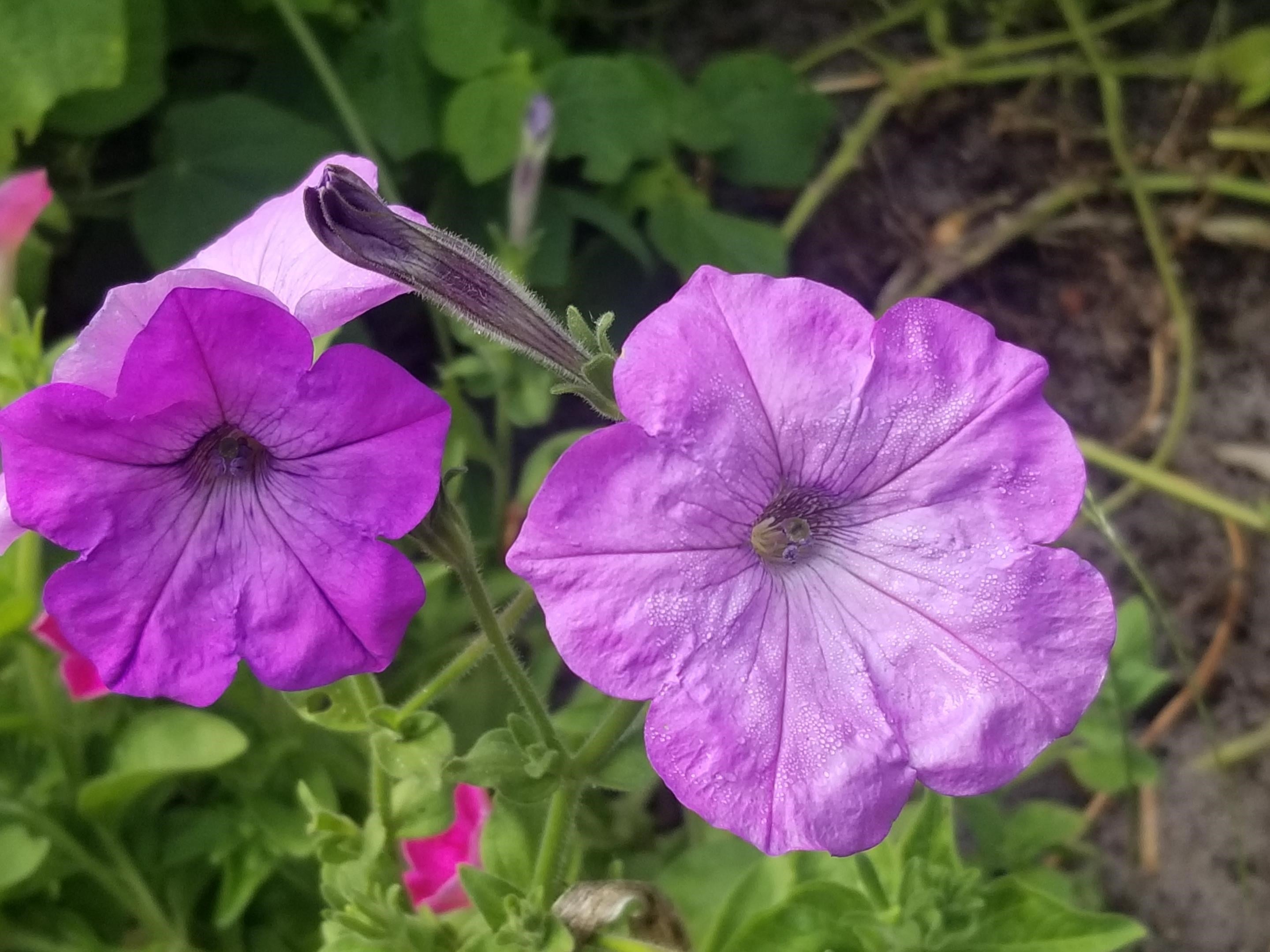 Balcony Petunias - her "fluffy ruffles"