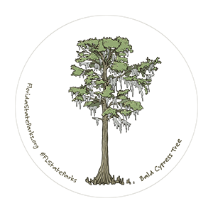 Bald cypress illustration