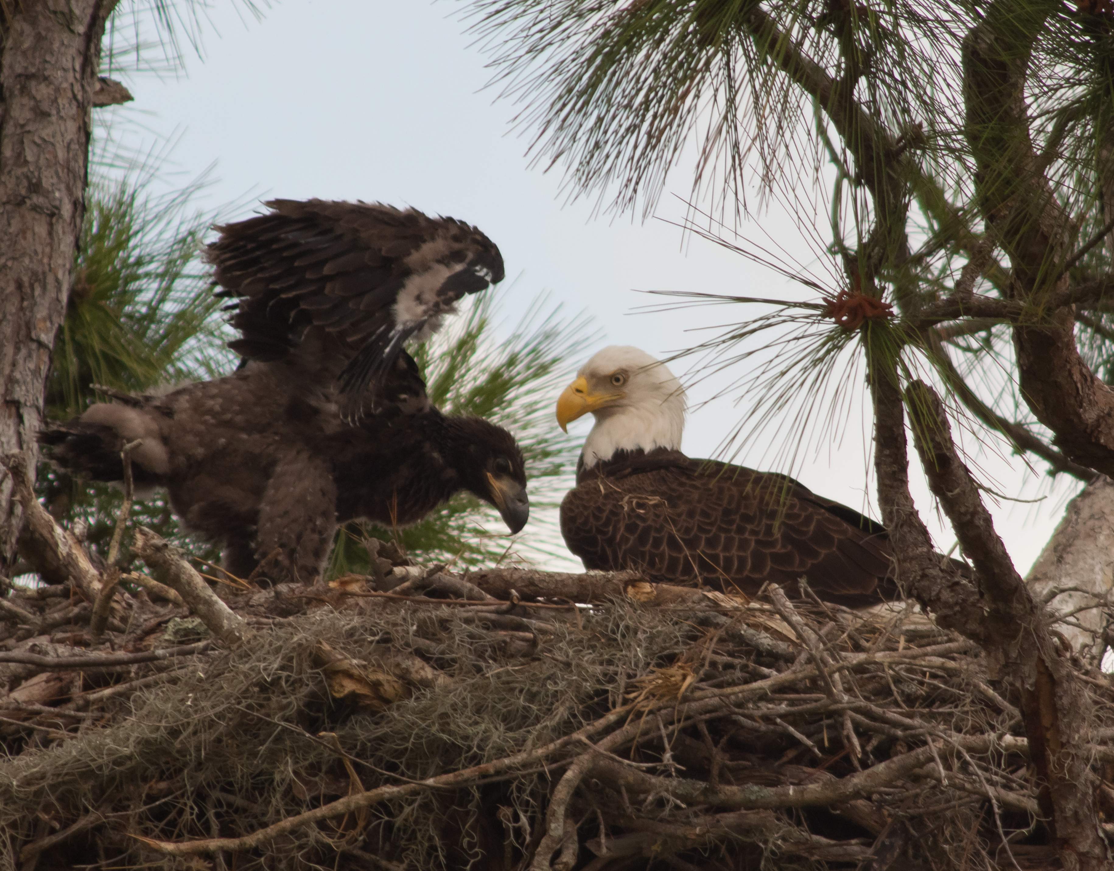 A pair of nesting bald eagles.