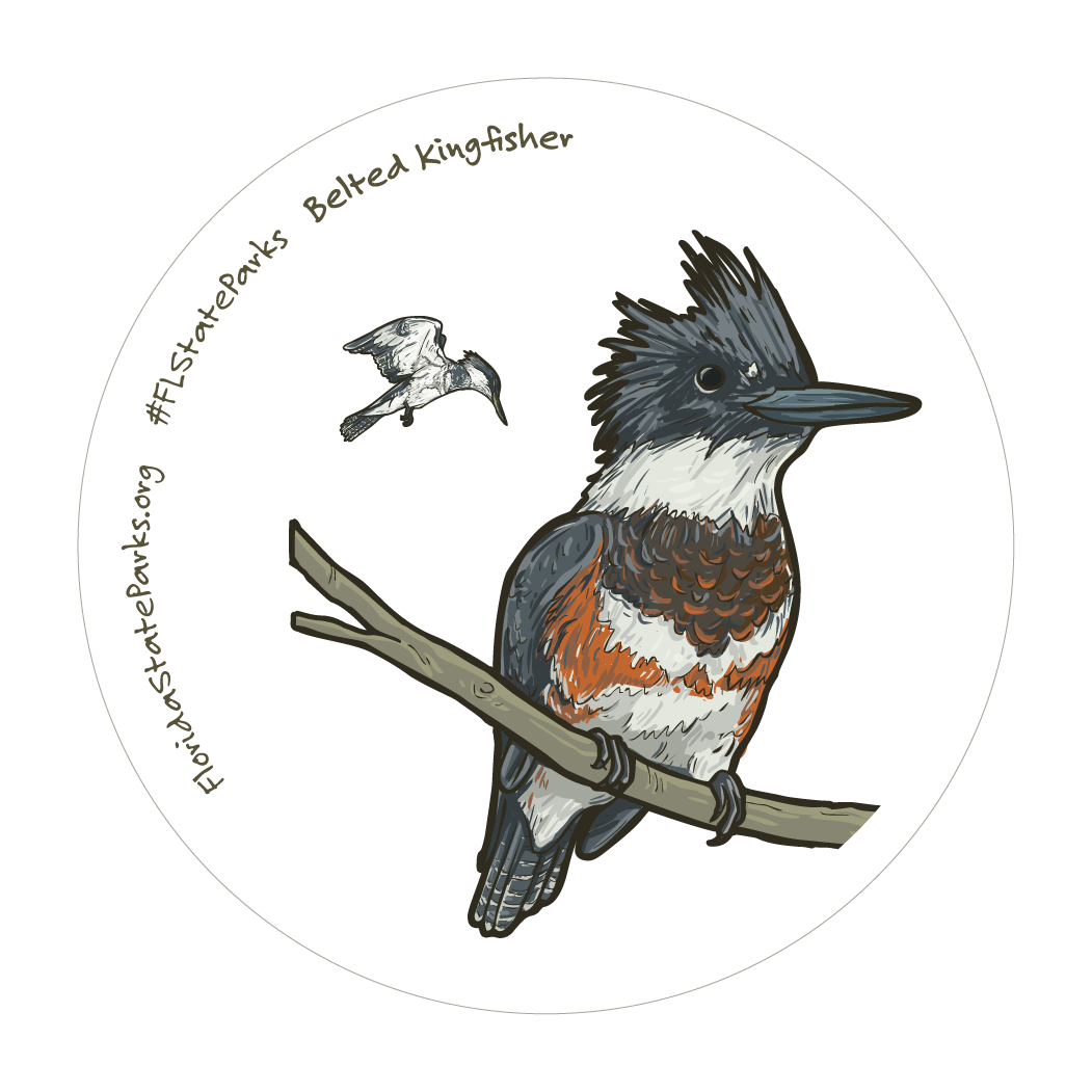 Belted Kingfisher 