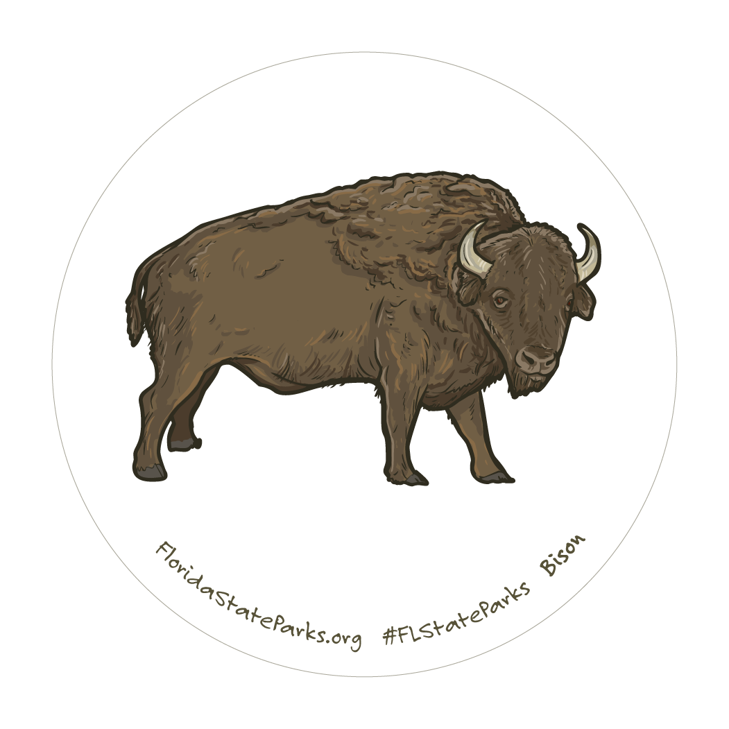 Bison