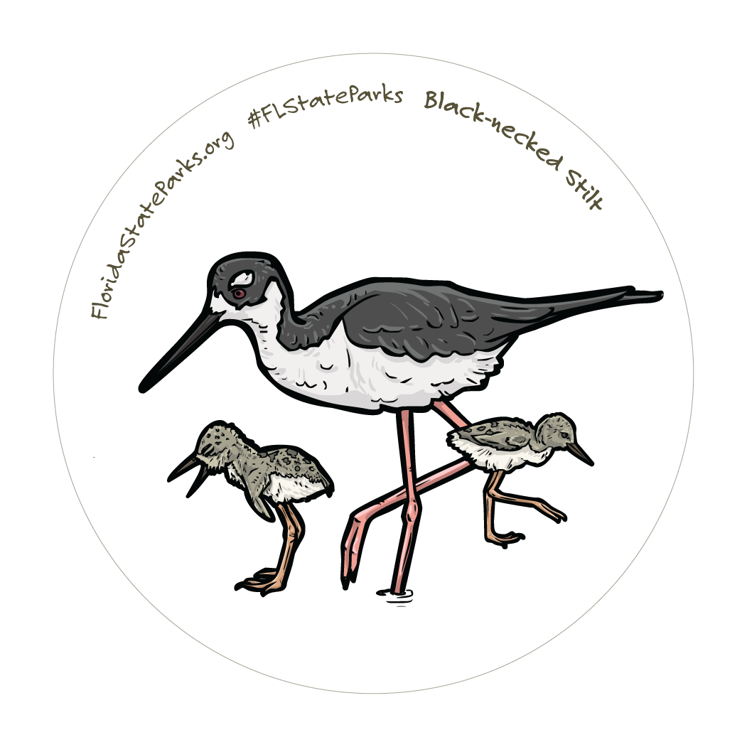 Black-Necked Stilt