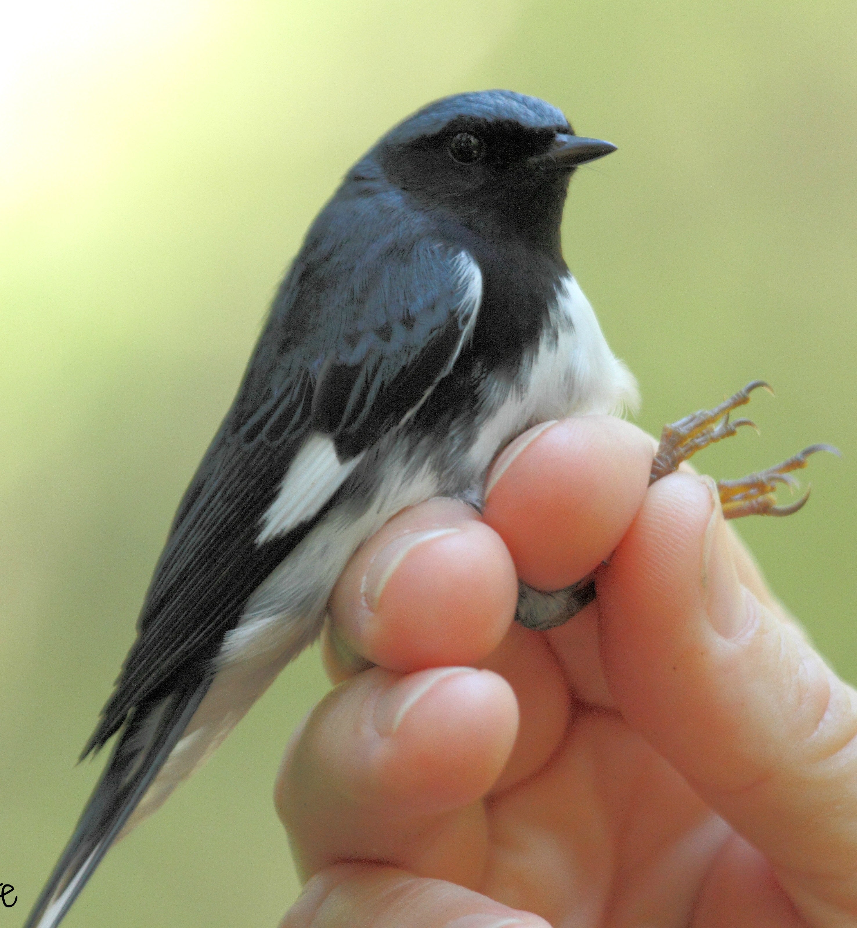 A black-throated blue warbler (Setophaga caerulescens) captured at the park before being banded.