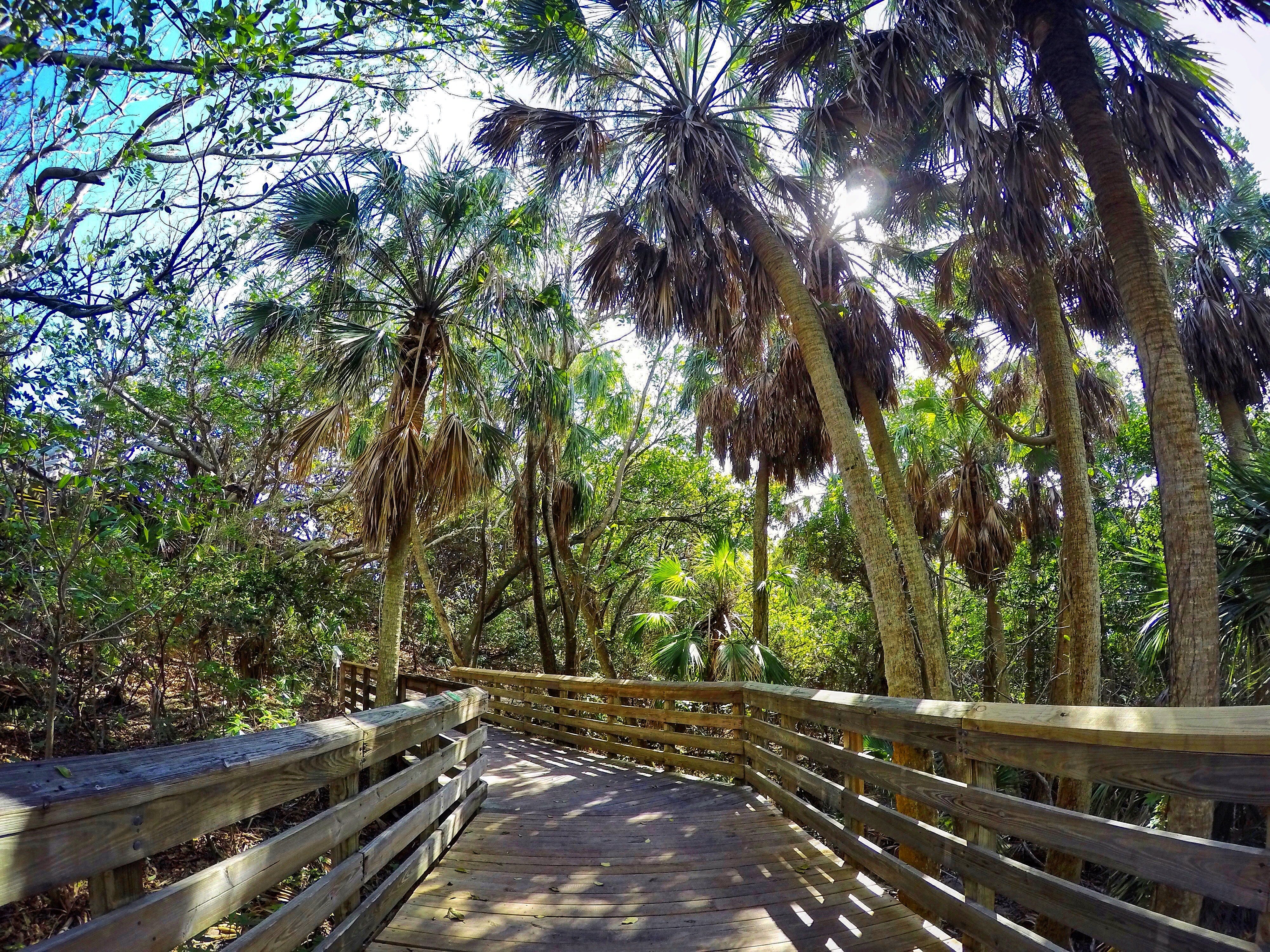 Boardwalk through the trees