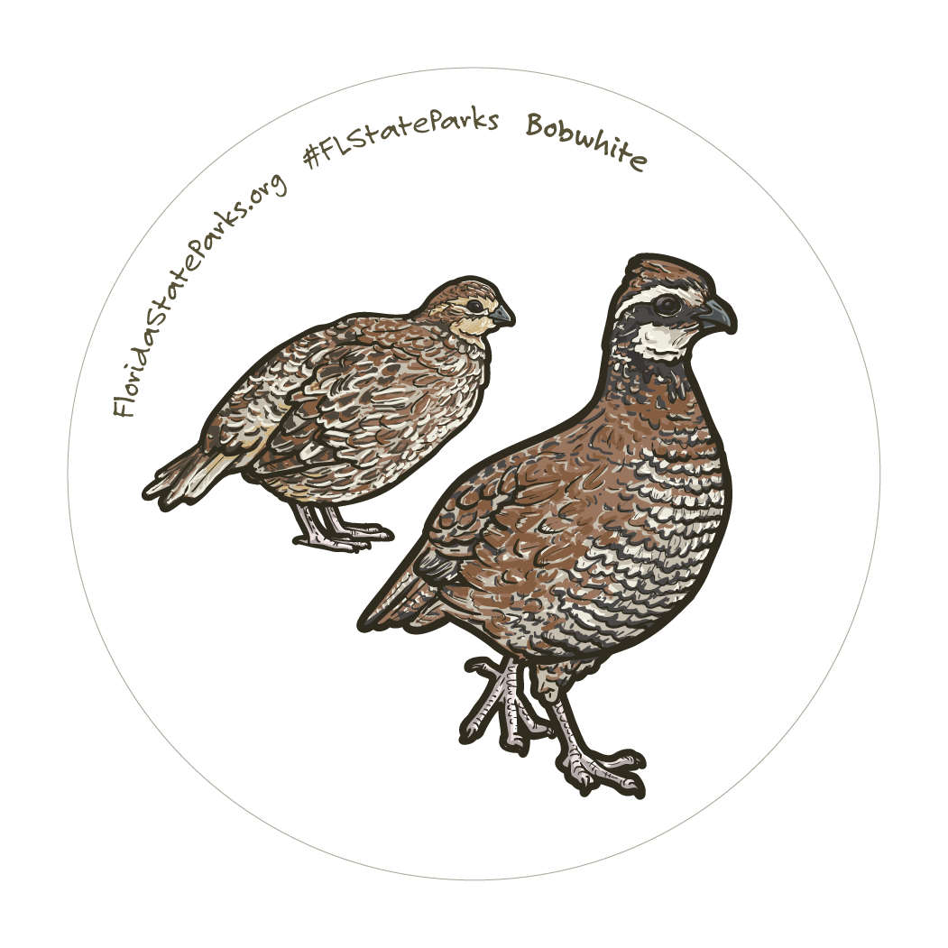 Northern Bobwhite Quail