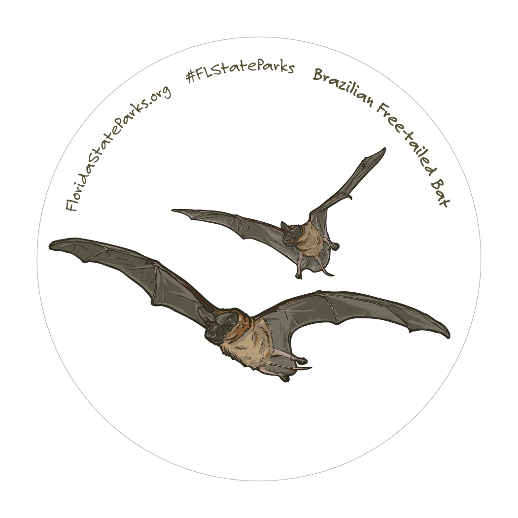 Brazilian Free-Tailed Bat