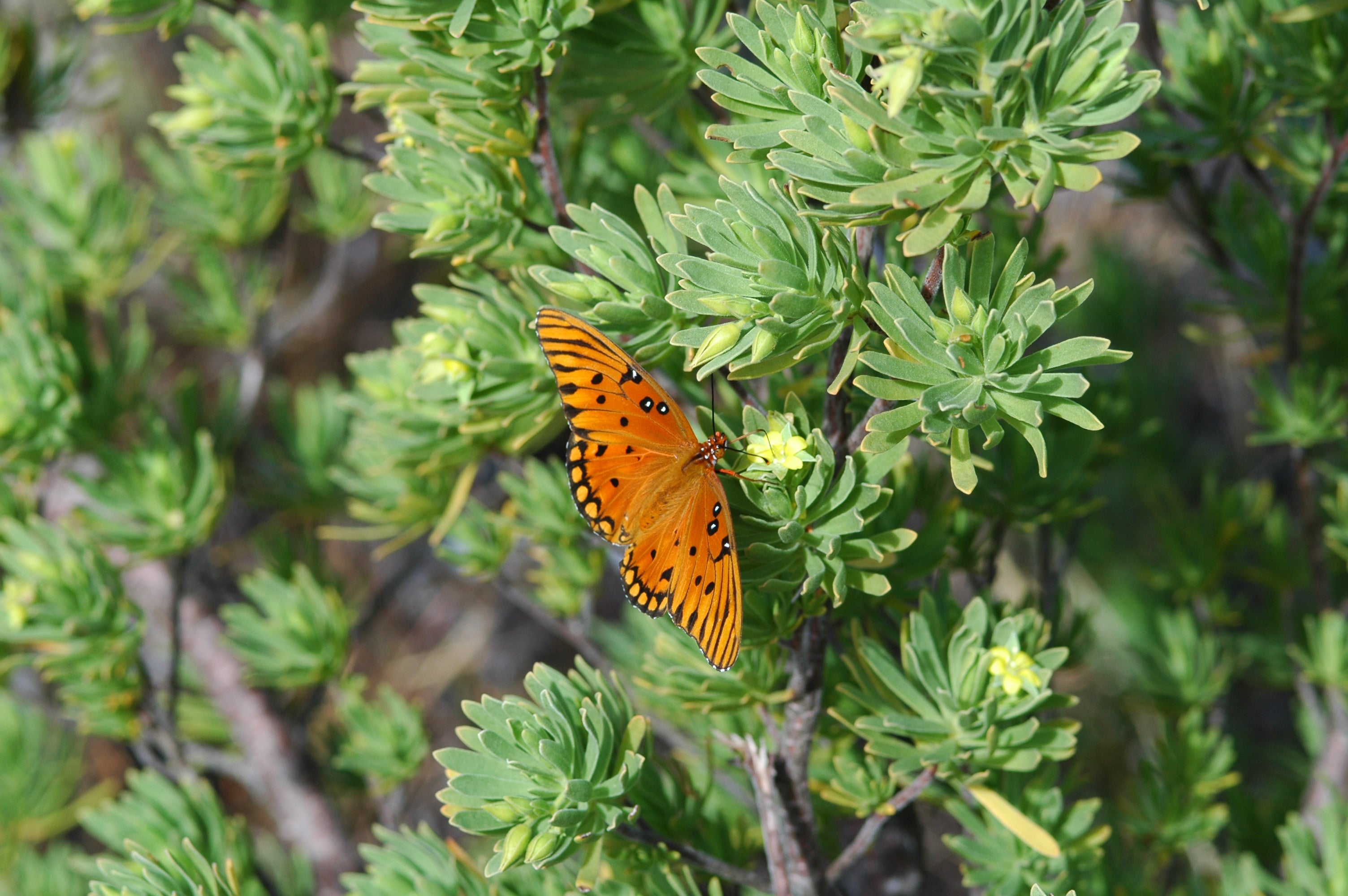 Butterfly at Dagny Johnson